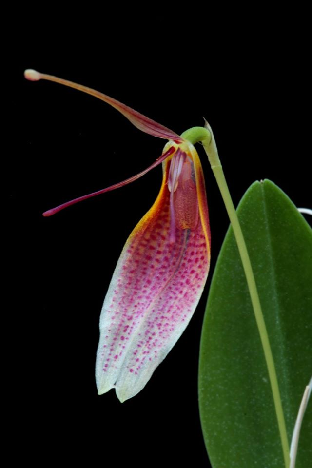 Restrepia seketii