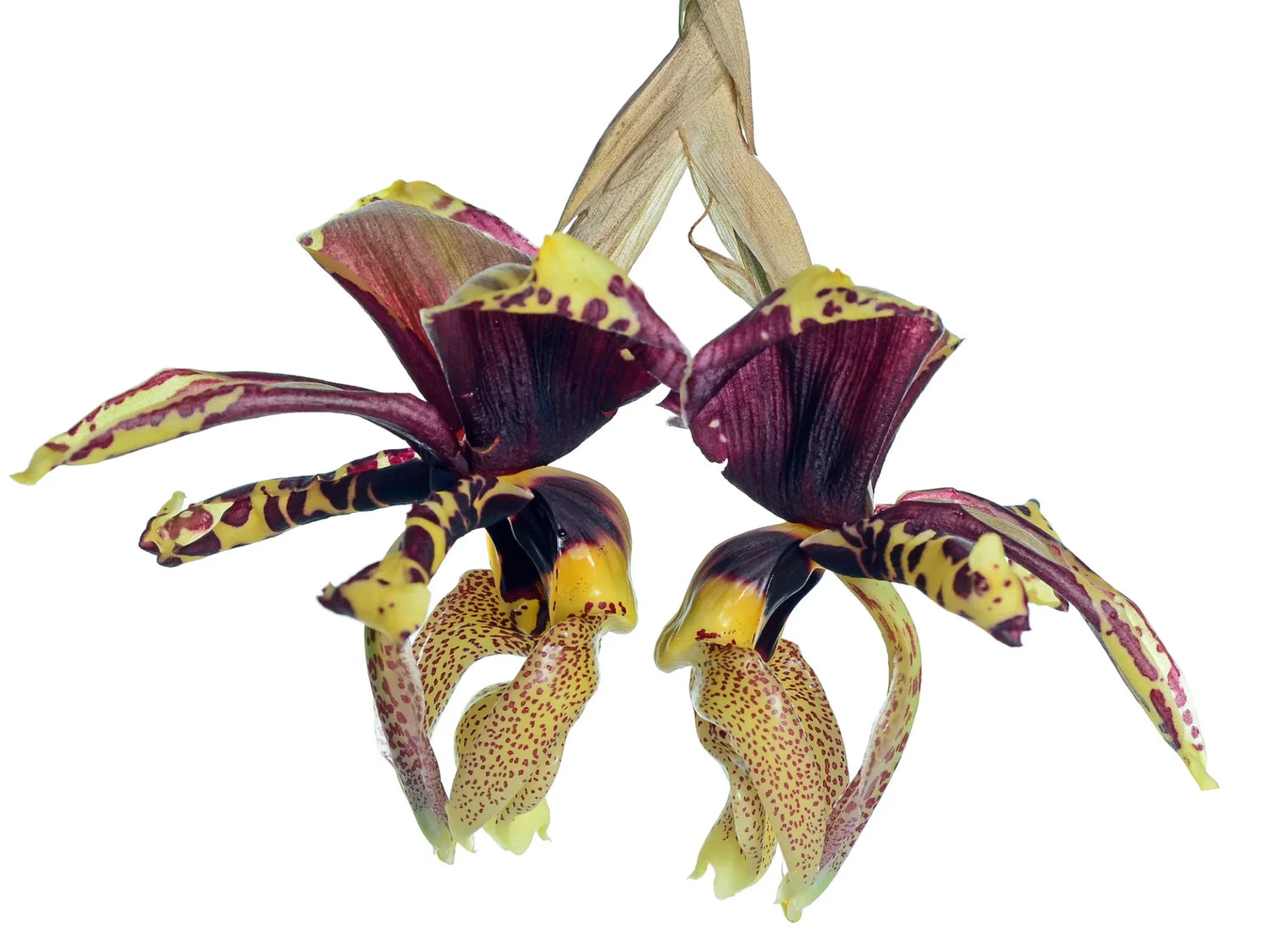 Stanhopea tigrina seedling