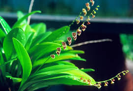 Stelis muscifera