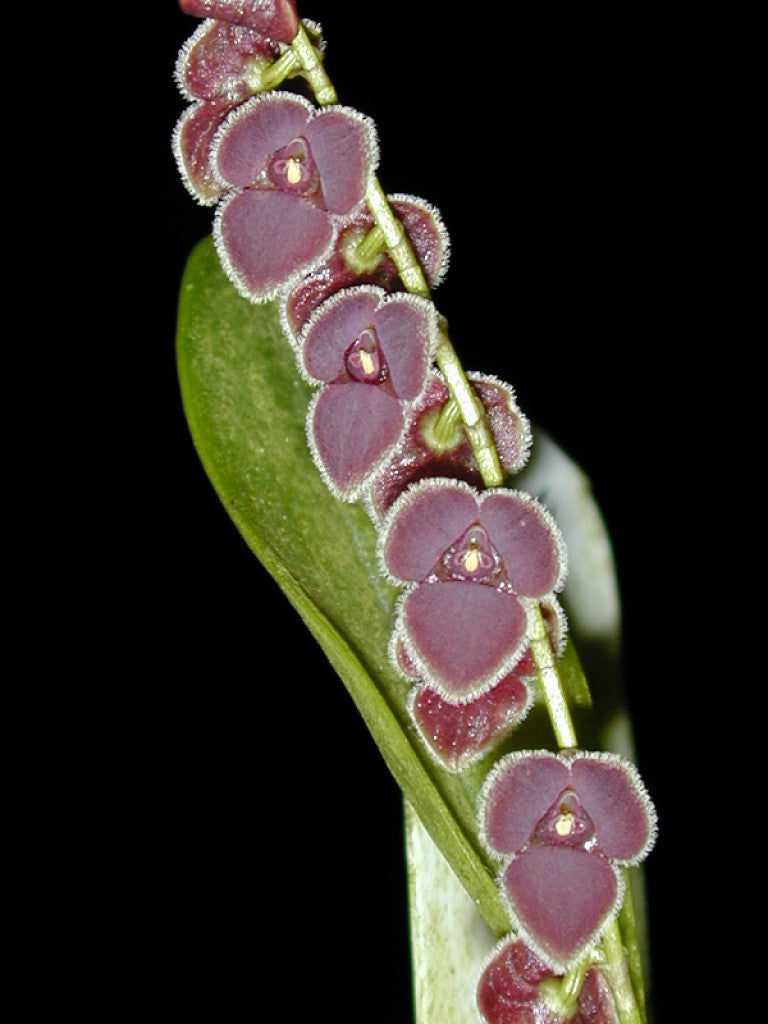 Stelis patens