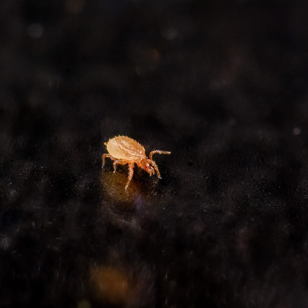 Beneficial Bugs - Stratiolaelaps Scimitus