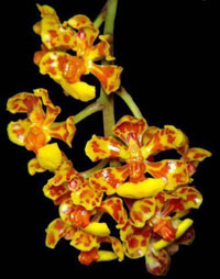 Trichocentrum nanum