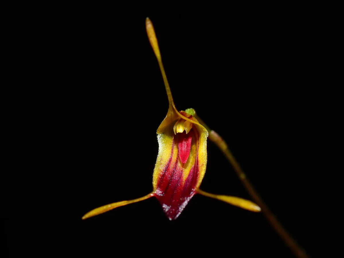 Trisetella pachycaudata