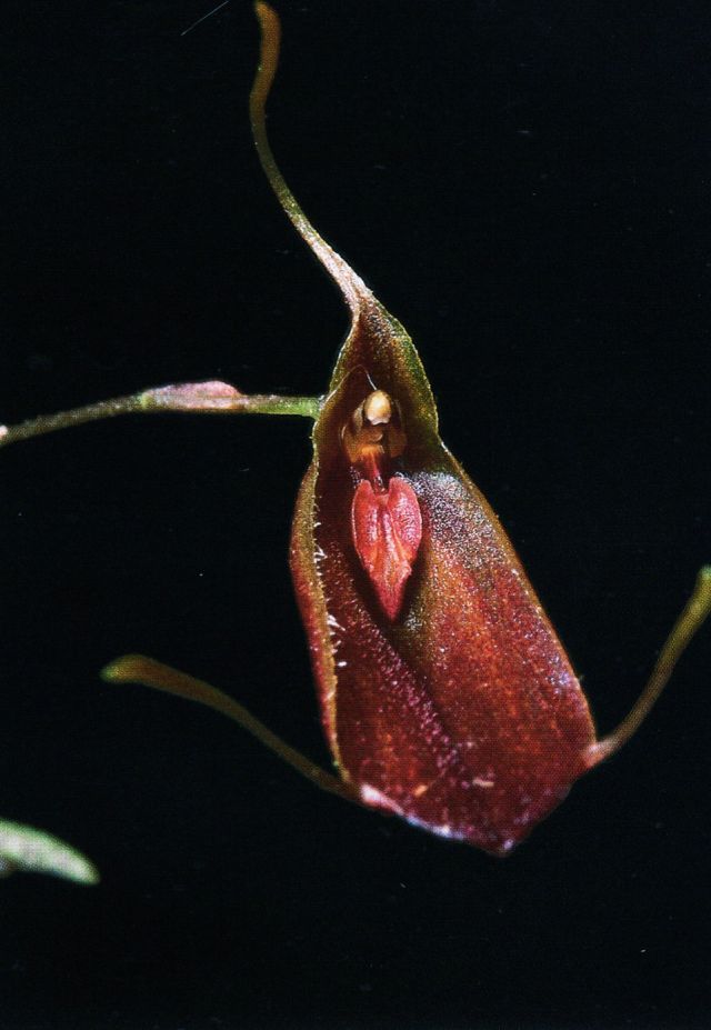 Trisetella fissidens