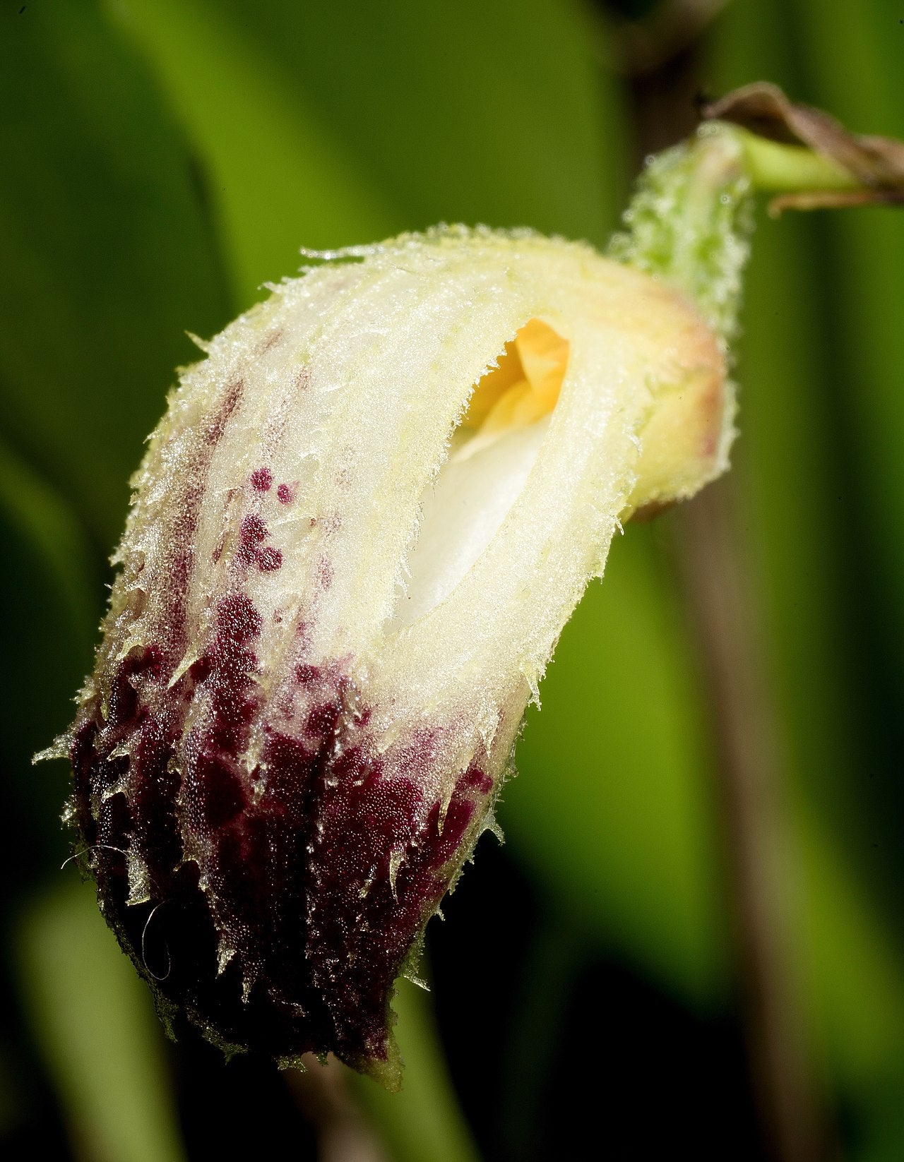 Zootrophion lappaceum