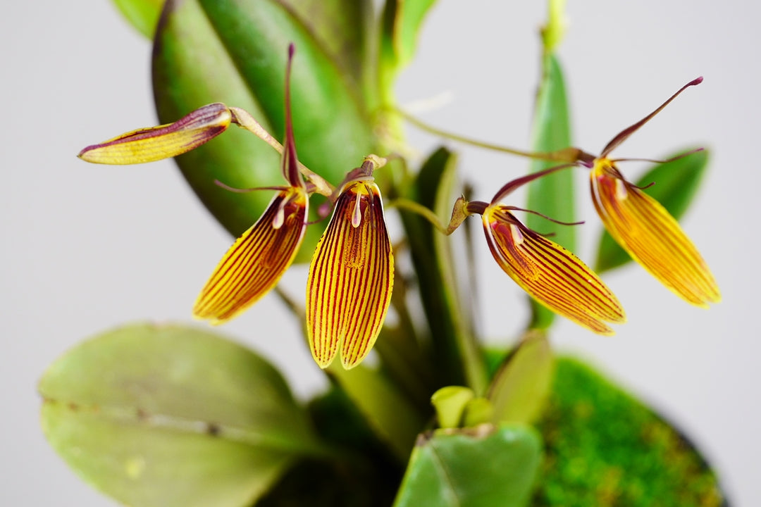 Restrepia brachypus