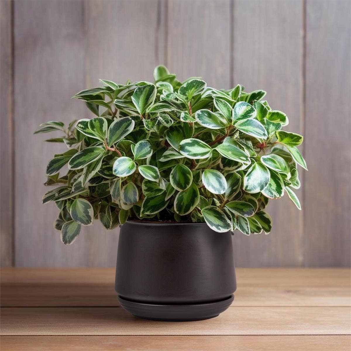Truu Design Matte Ceramic Plant Pots and Planters-5.9" Dia.