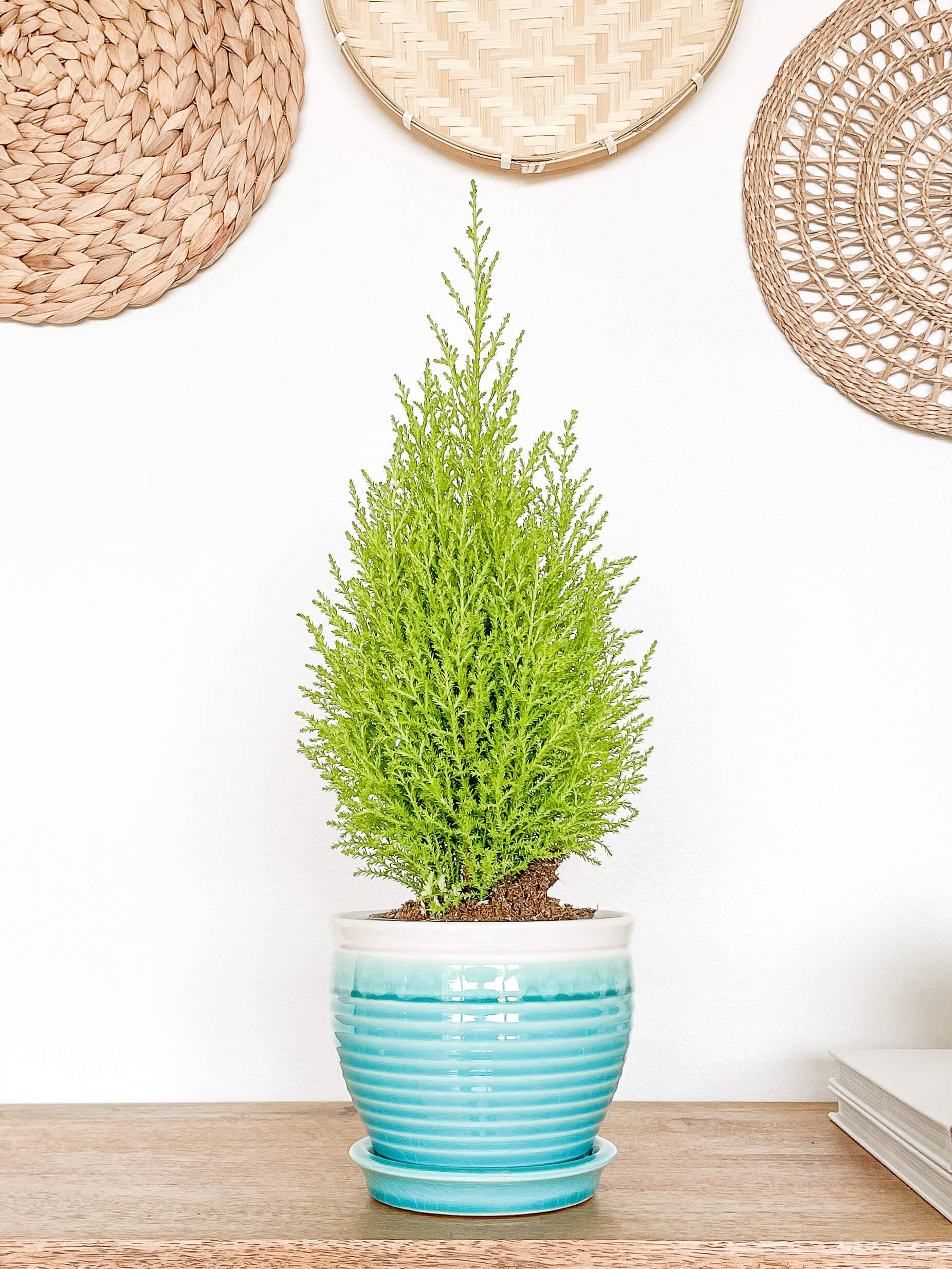 Lia Ceramic Planter Pot, Drainage Hole and Attached Saucer