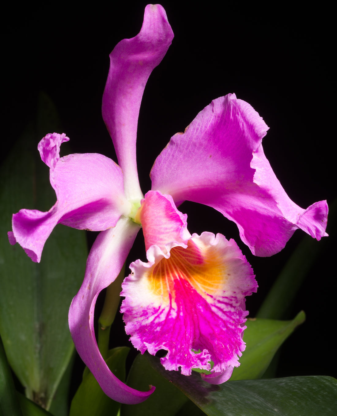 Cattleya jenmanii