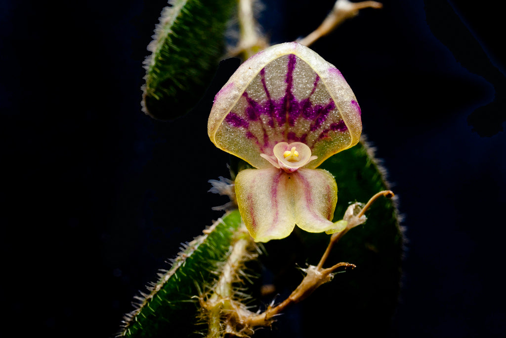 Lepanthes persimilis