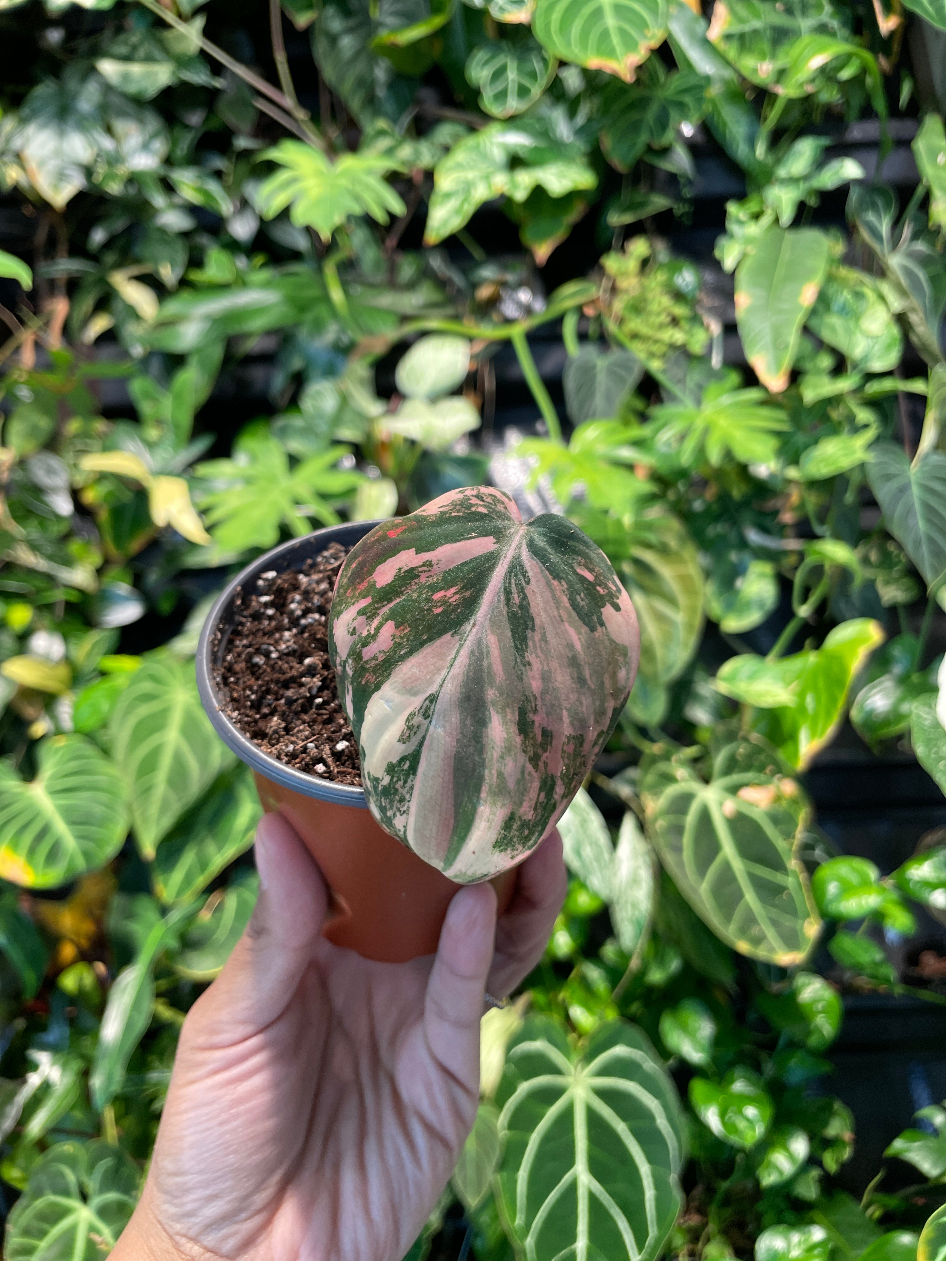 Philodendron Micans Variegated Pink Mint