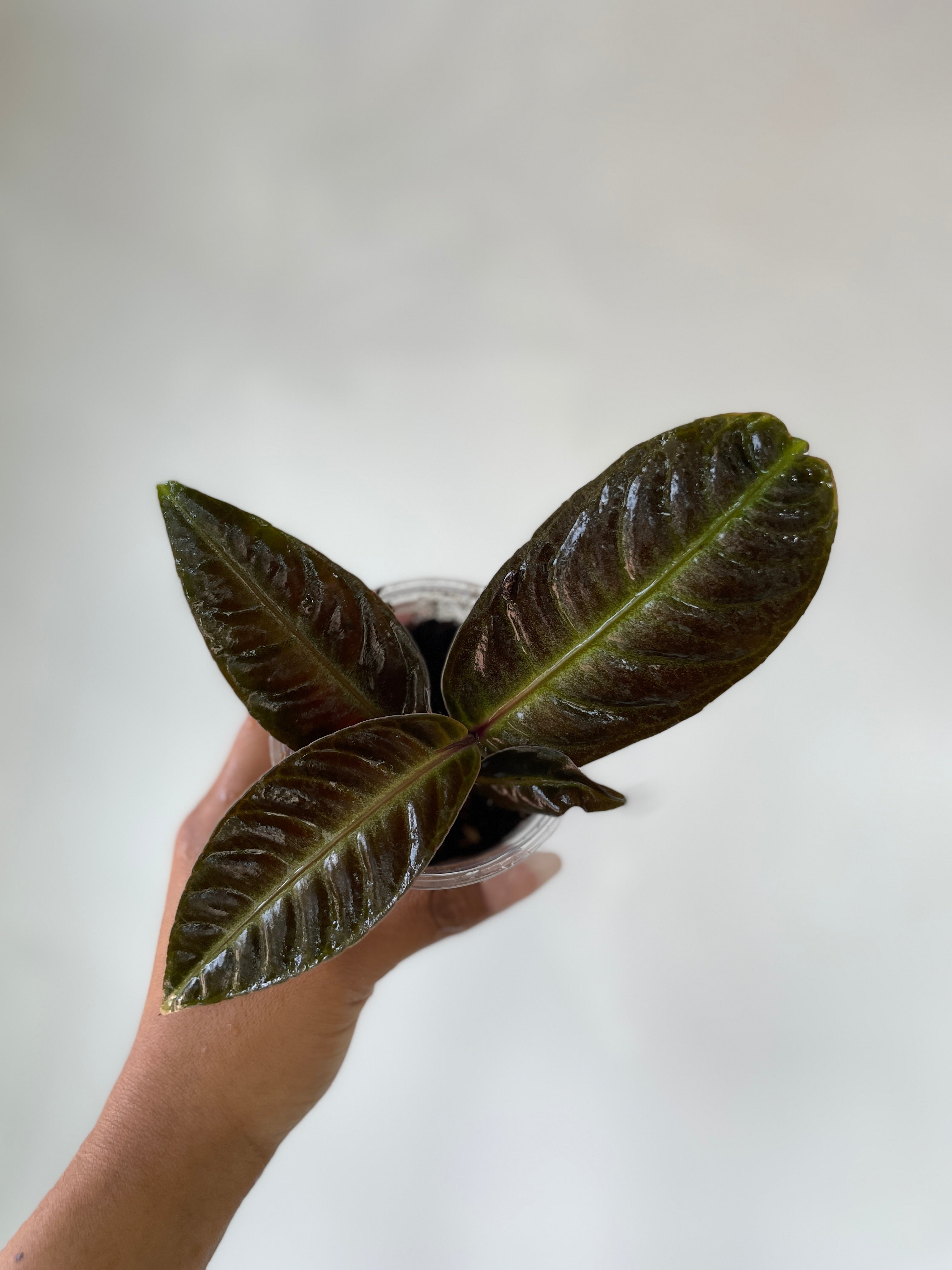 Labisia sp. Neon Vein