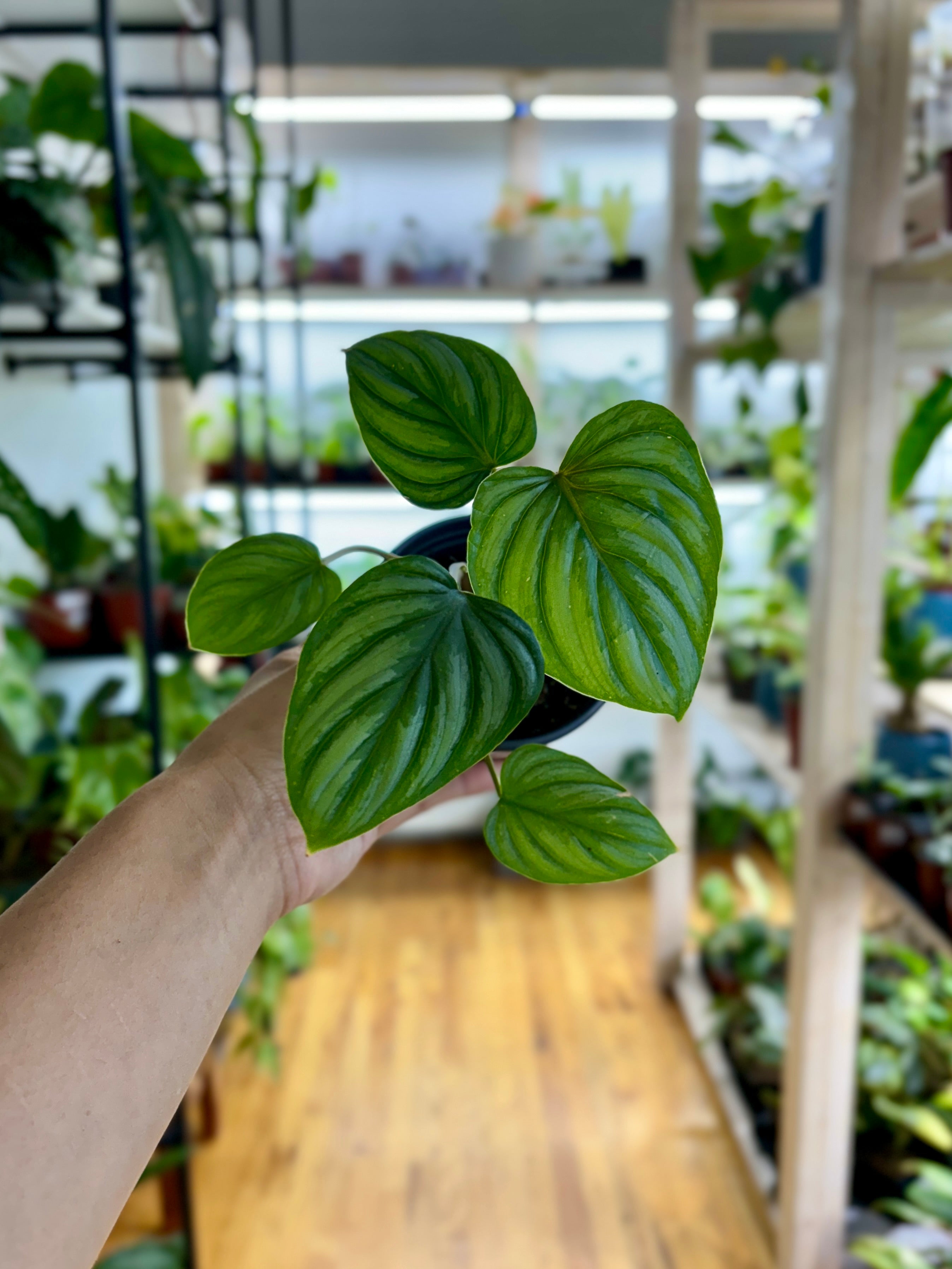 Philodendron Mamei Silver