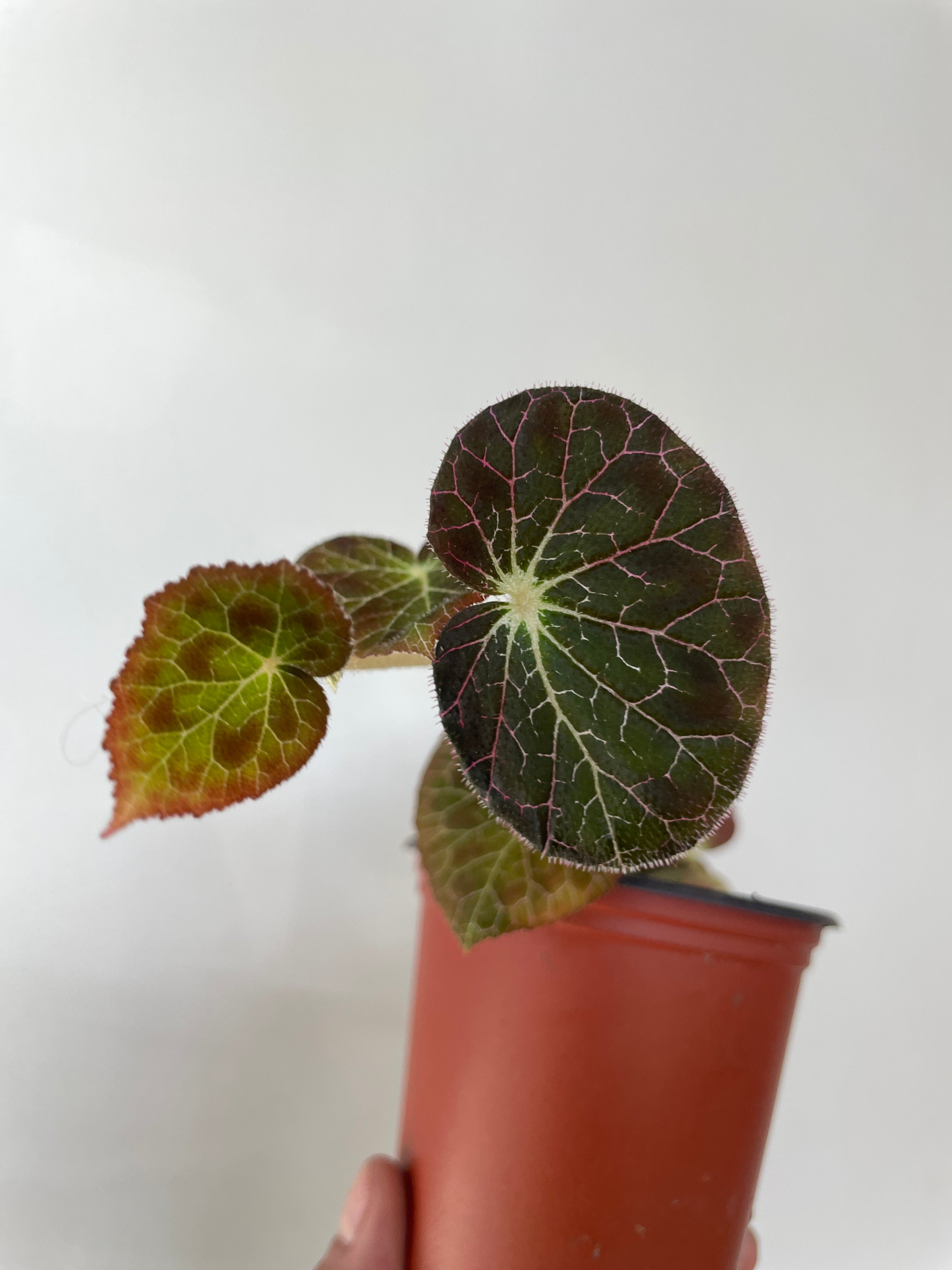 Begonia fulgurata