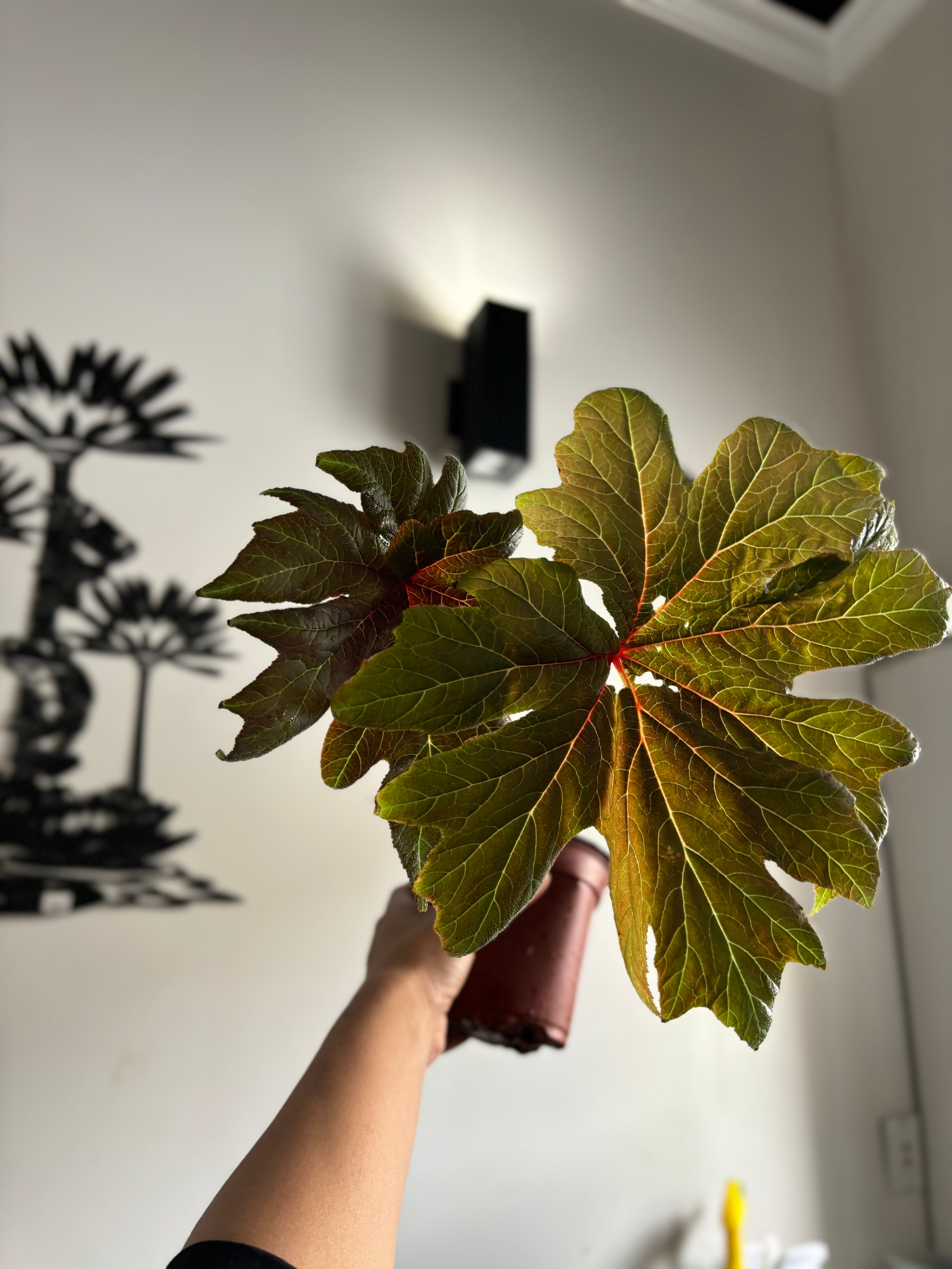 Begonia Ludwigii