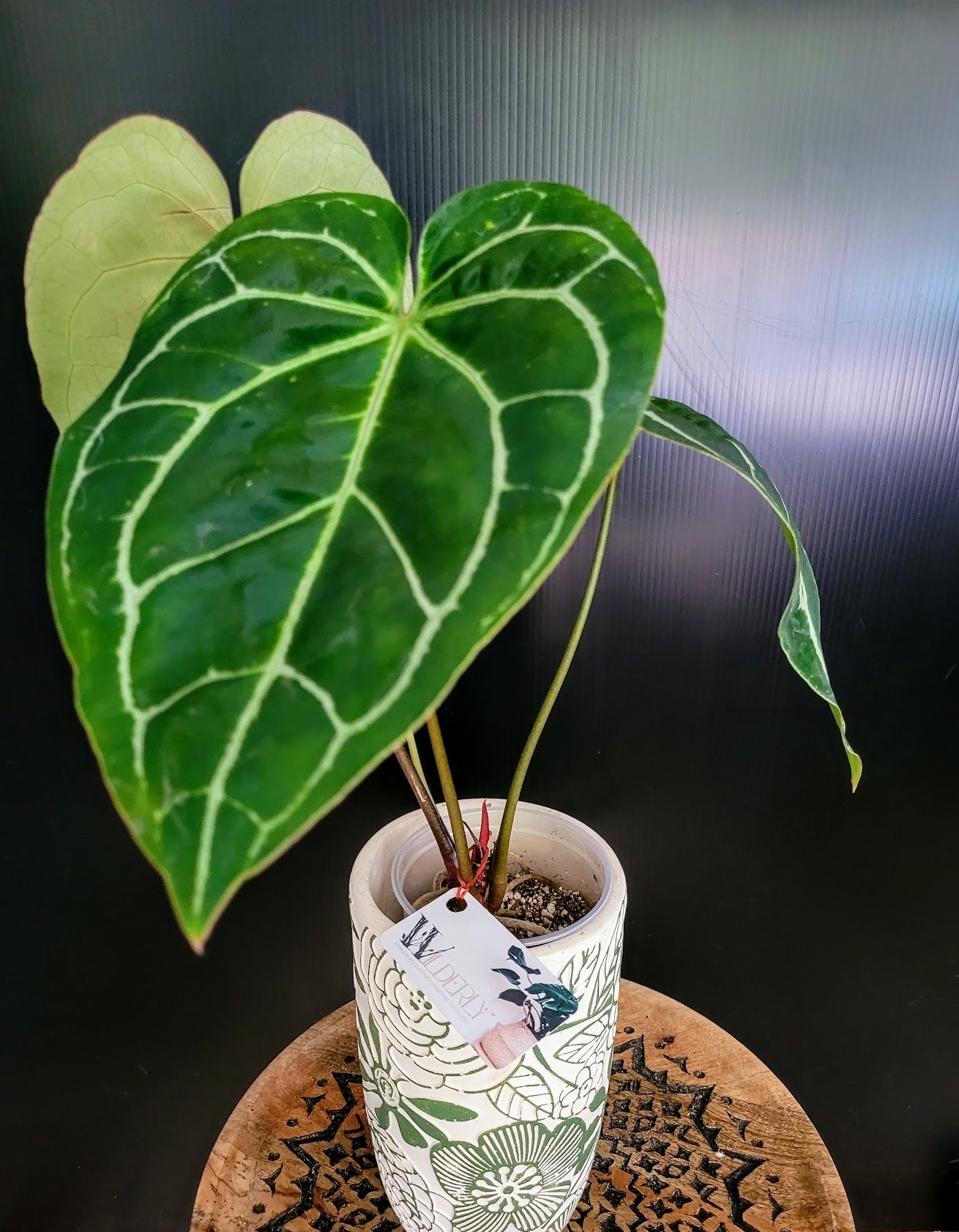 Anthurium Magnificum