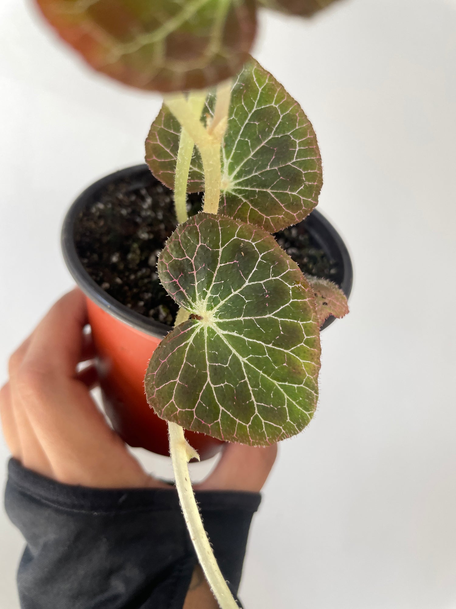 Begonia fulgurata