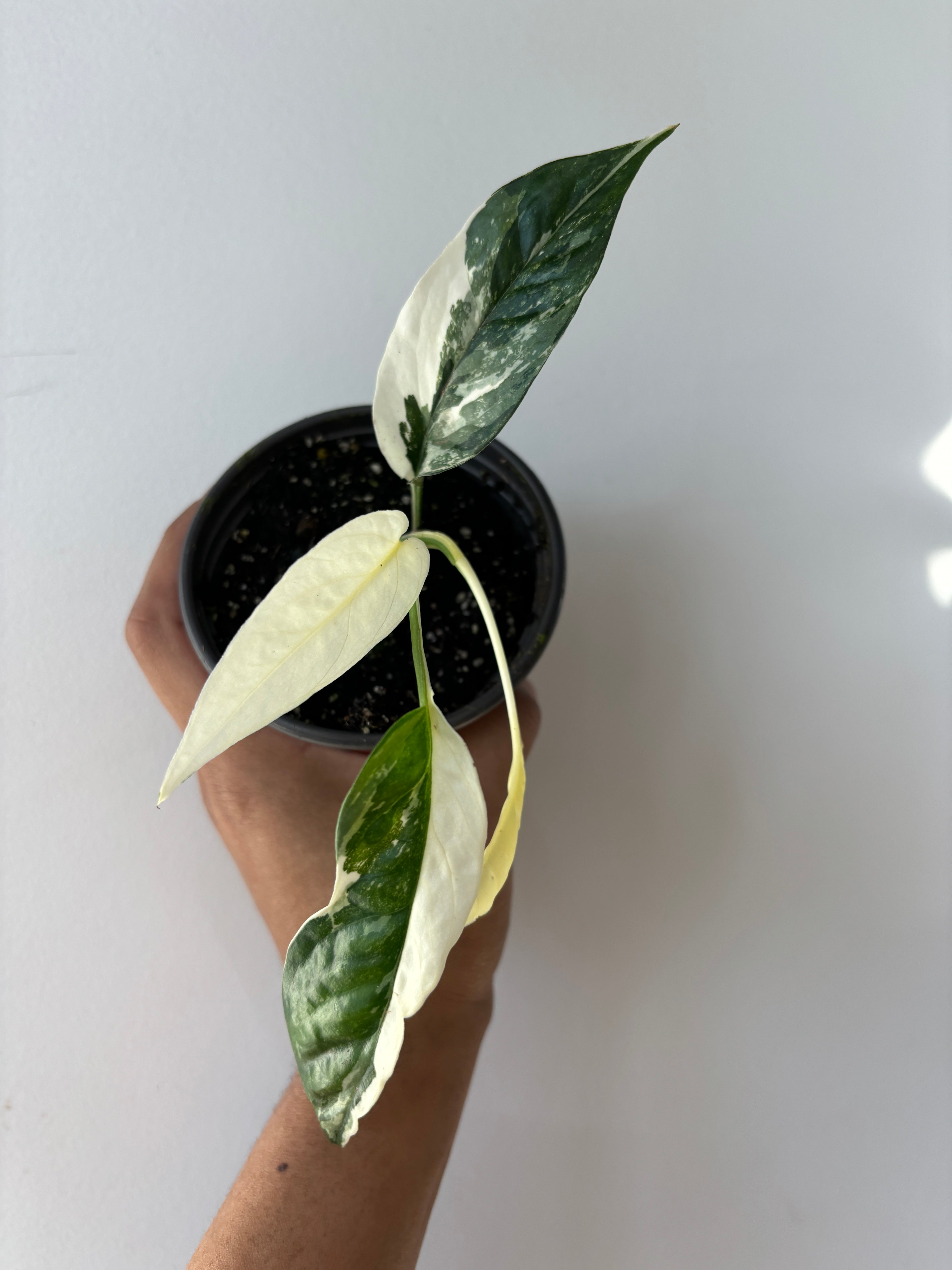 Epipremnum Pinnatum Albo