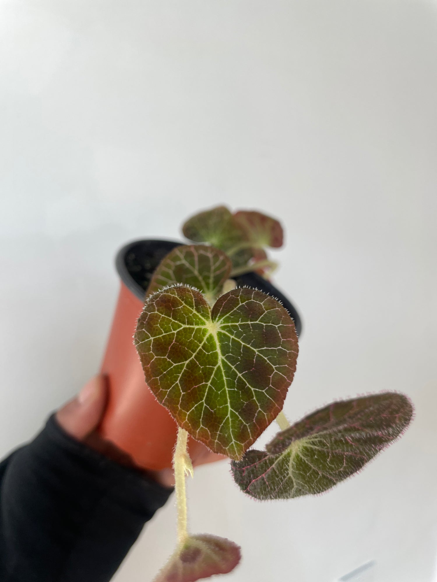 Begonia fulgurata