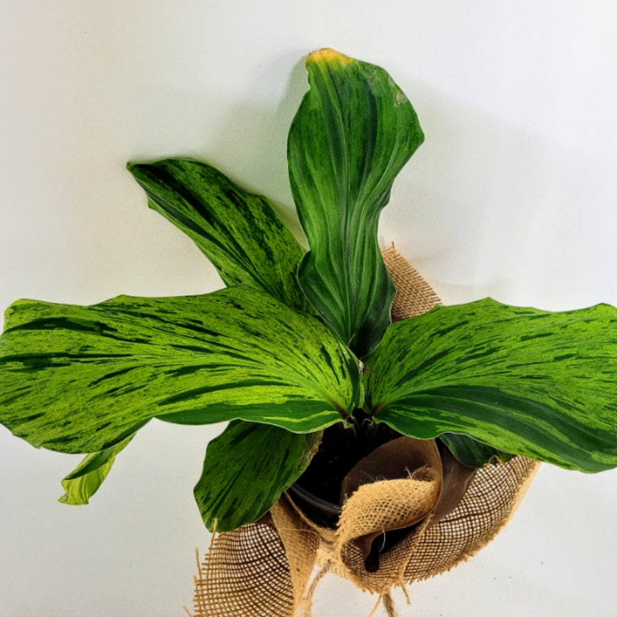 Kaempferia Variegated