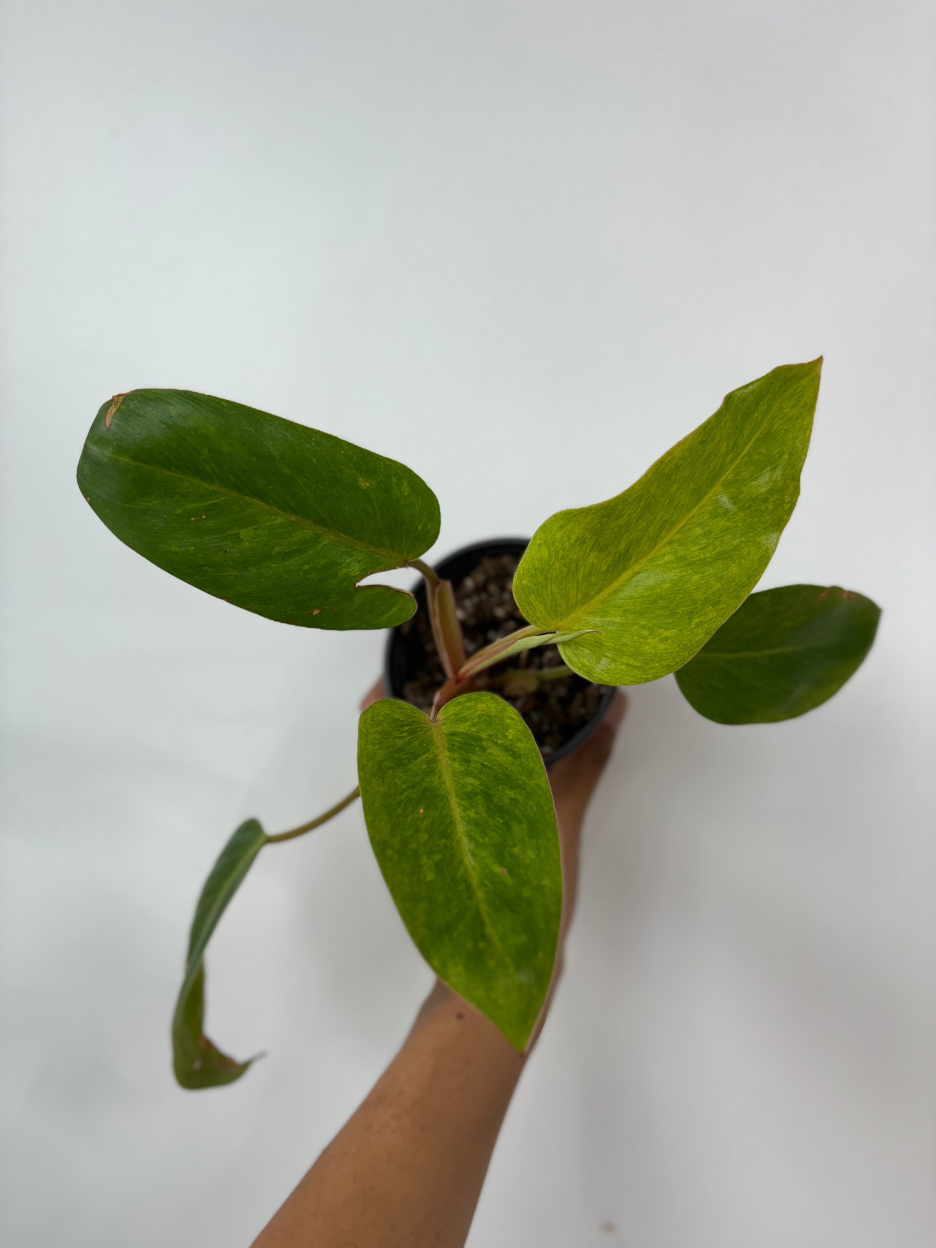 Philodendron Painted Lady