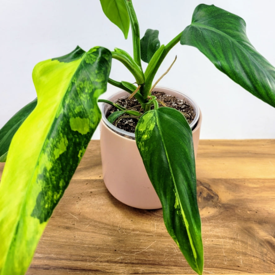 Variegated orders Domesticum Philodendron