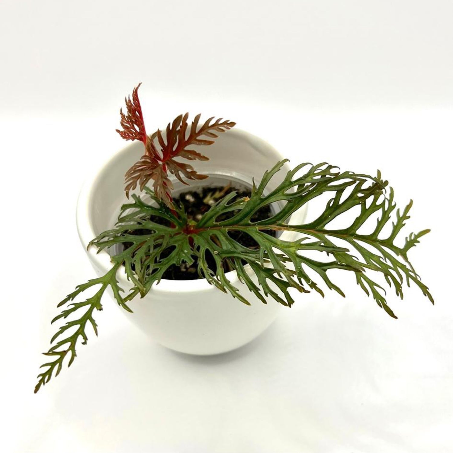 Begonia Bipinnatifida