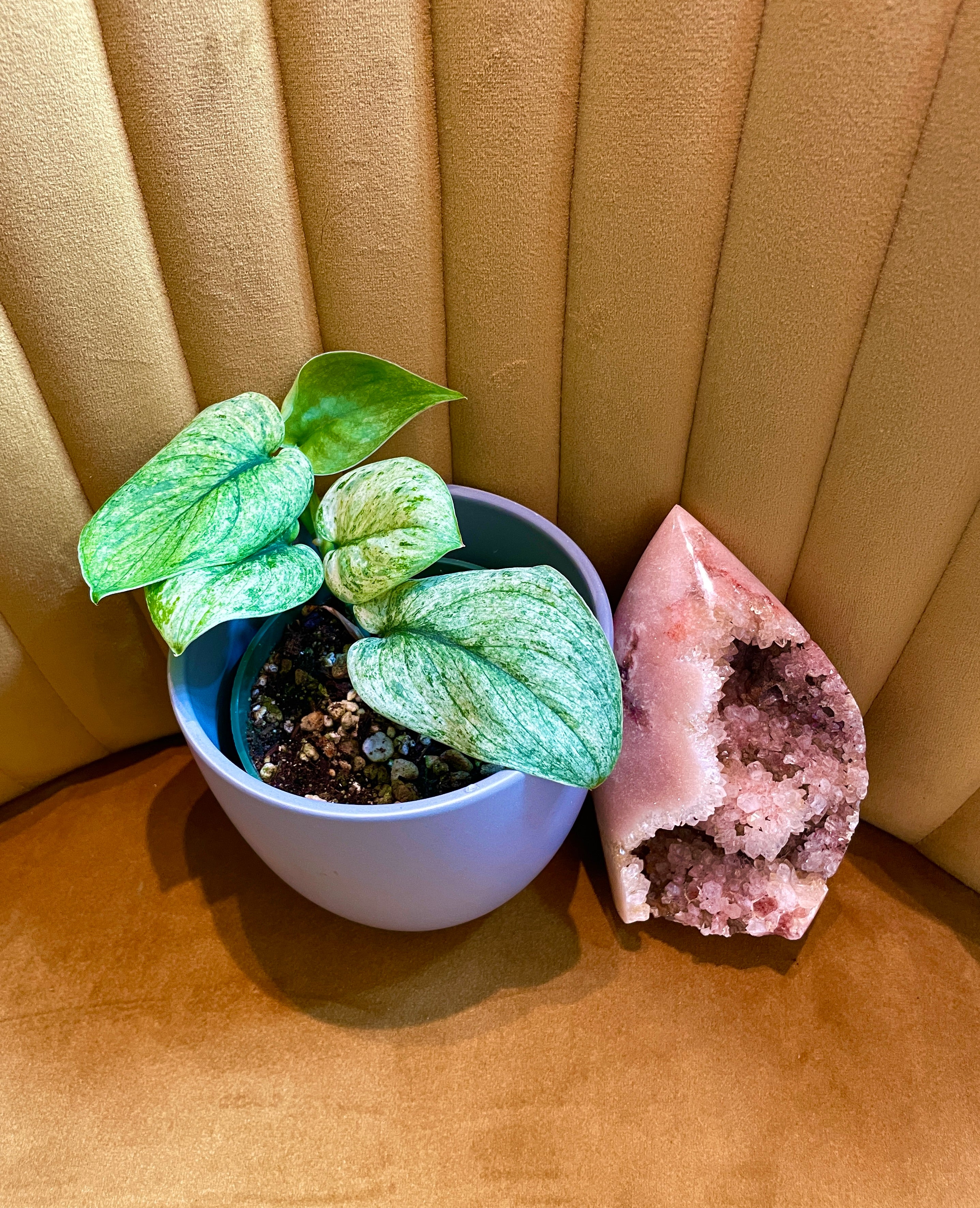 Scindapsus Creme Brulee