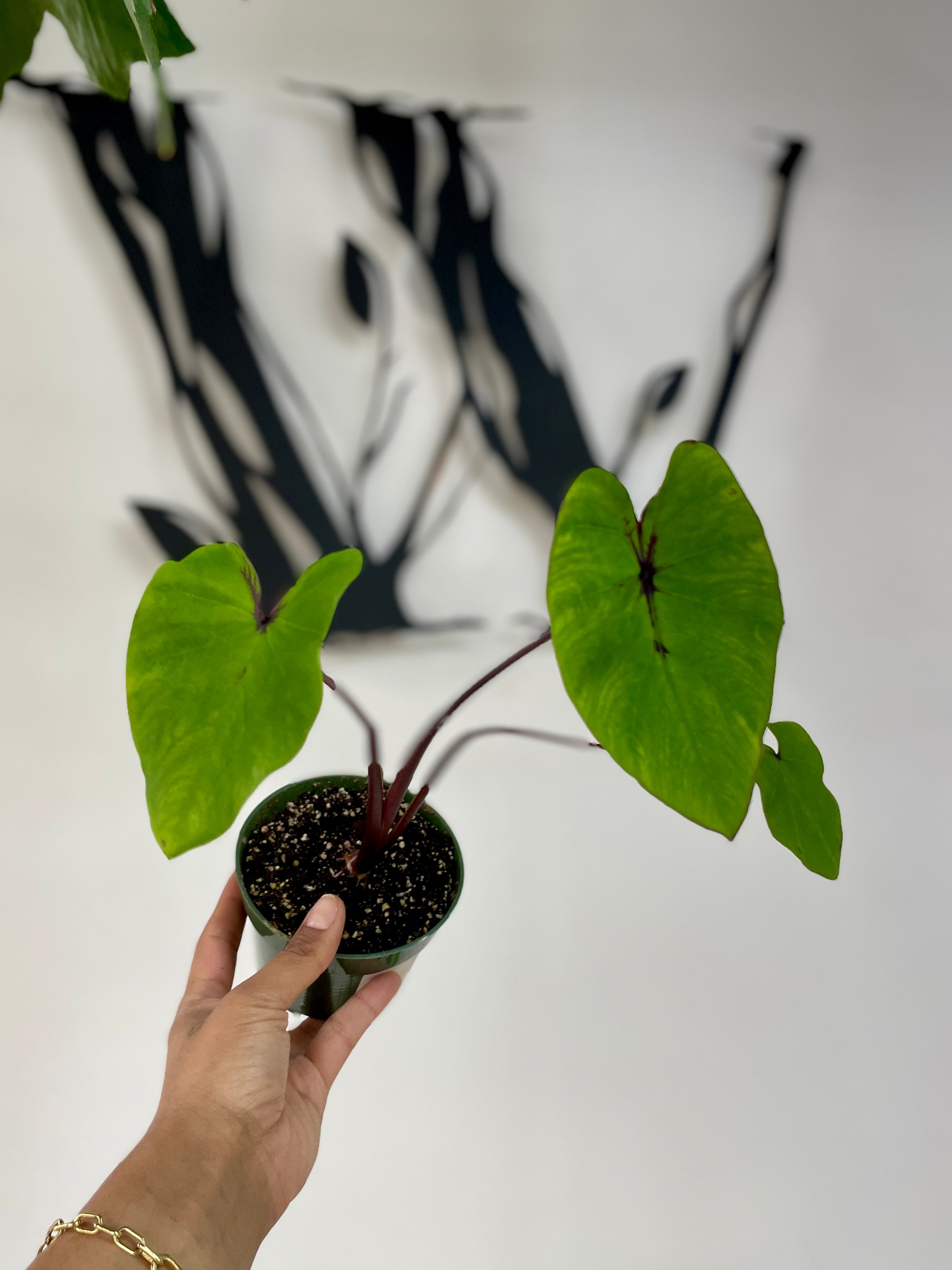 Colocasia Pharoah&