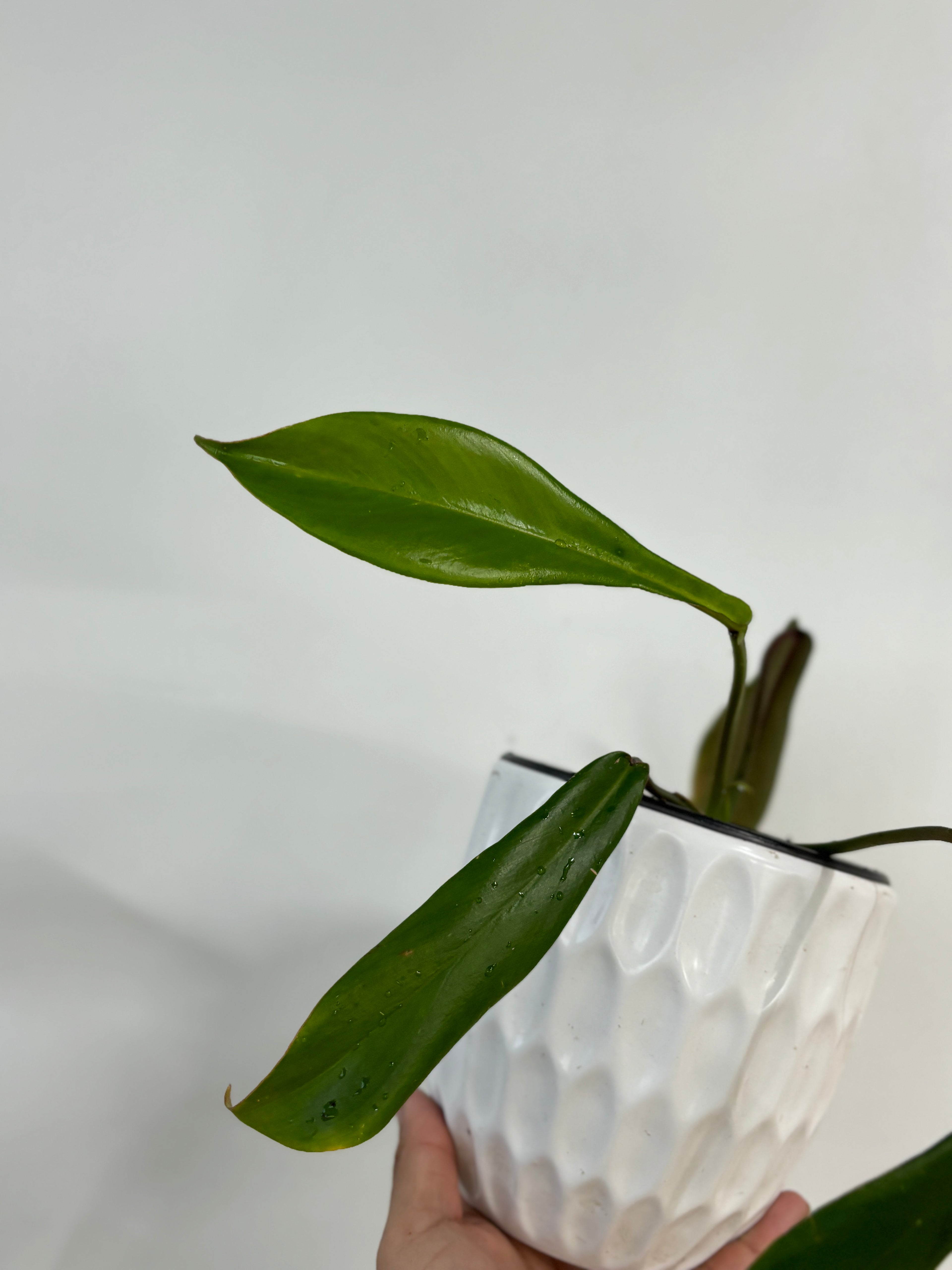 Philodendron Joepii
