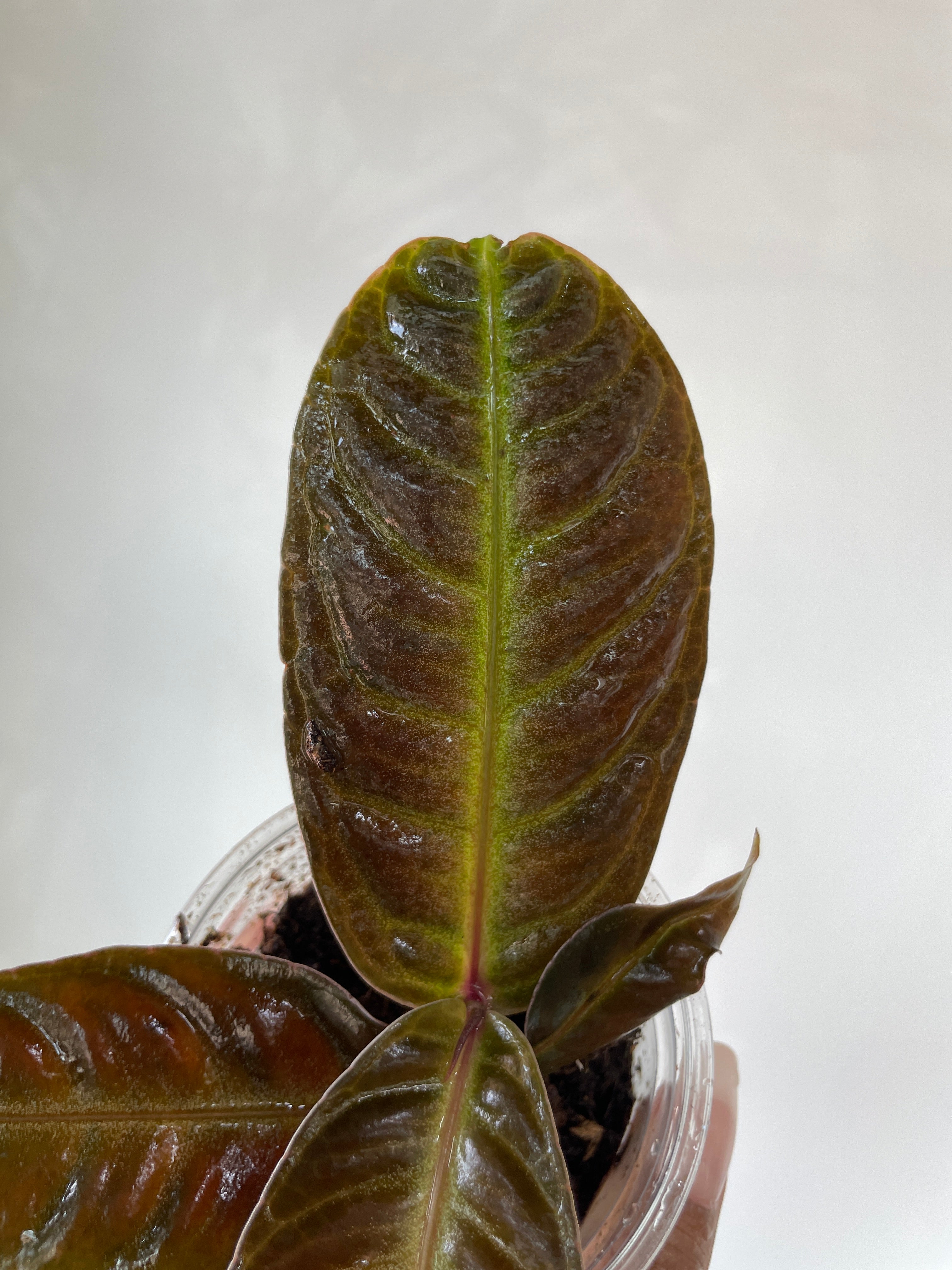 Labisia sp. Neon Vein