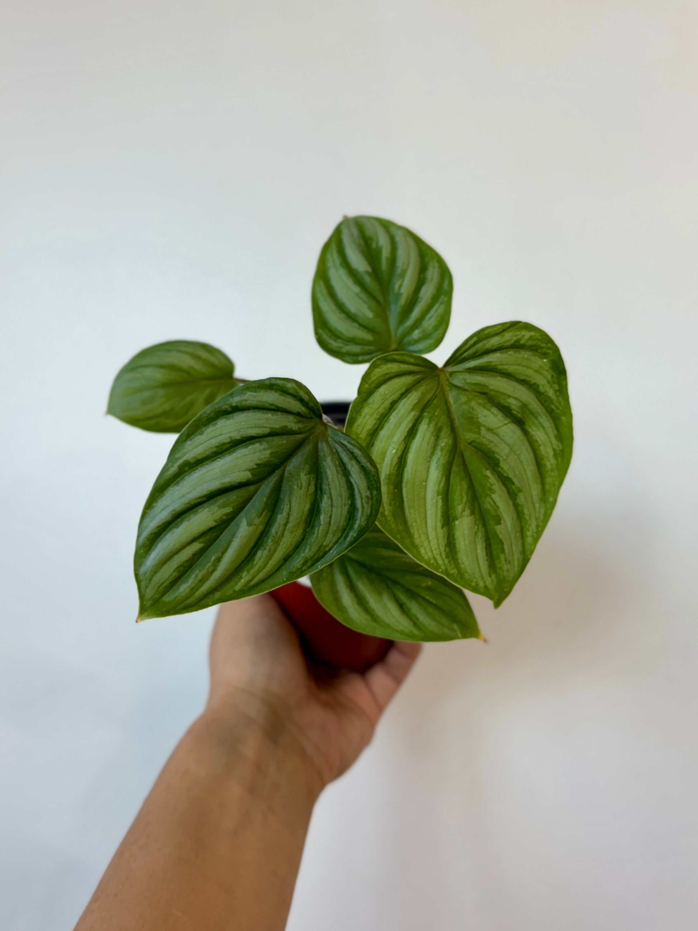 Philodendron Mamei Silver