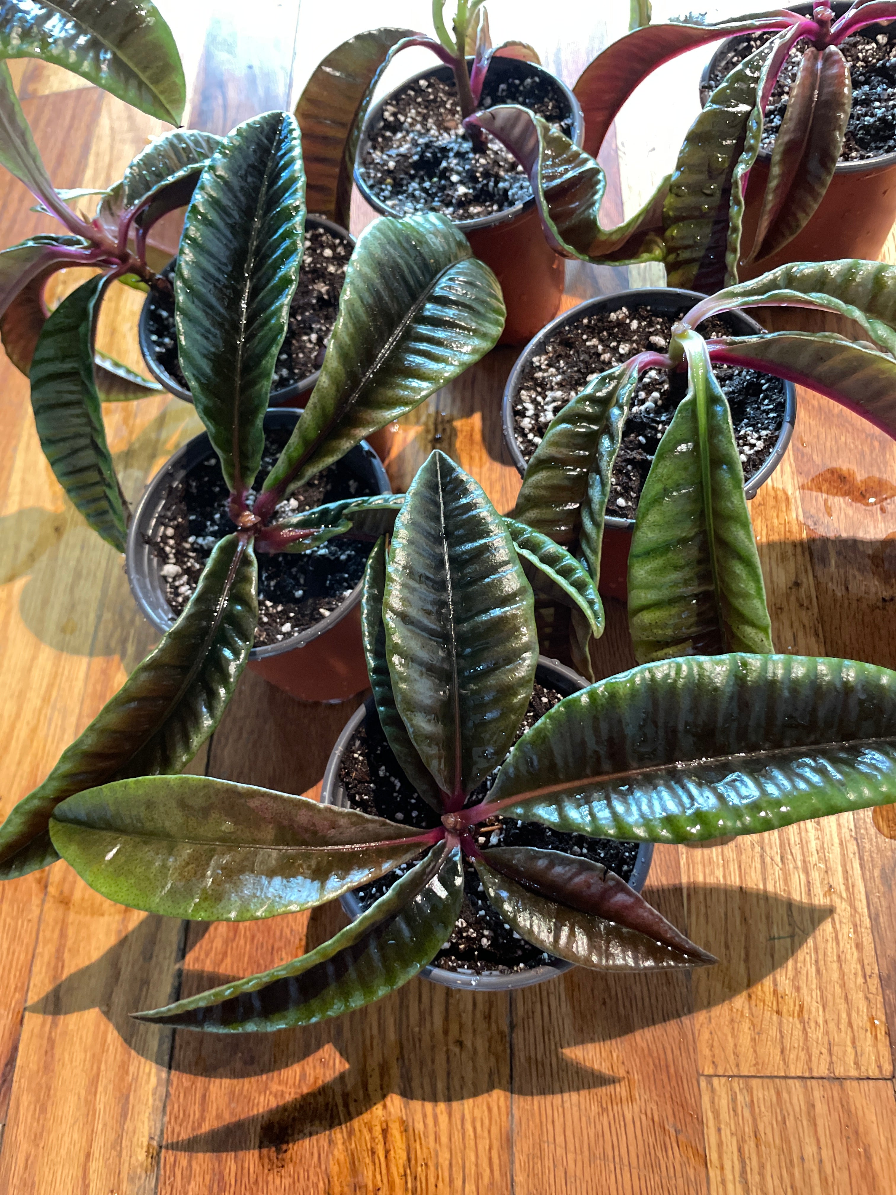 Labisia sp. Borneo