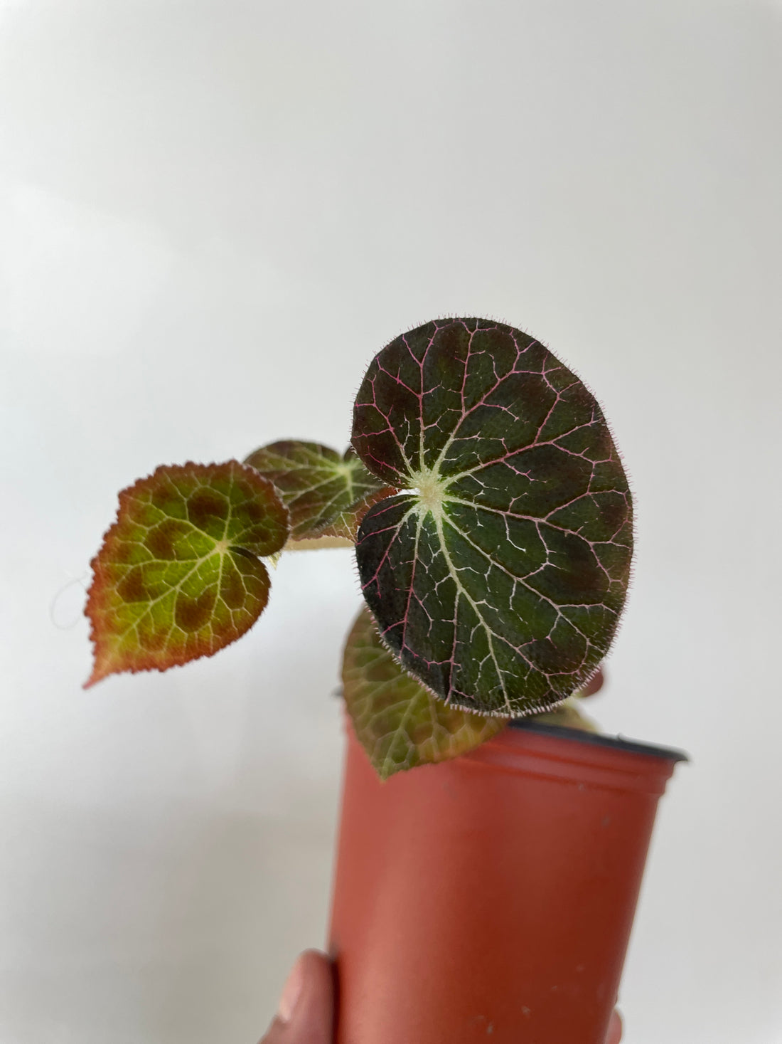 Begonia fulgurata