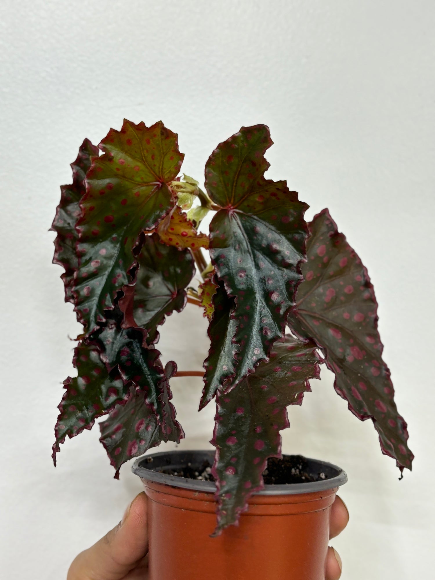 Begonia Amphioxus x Darthvaderiana