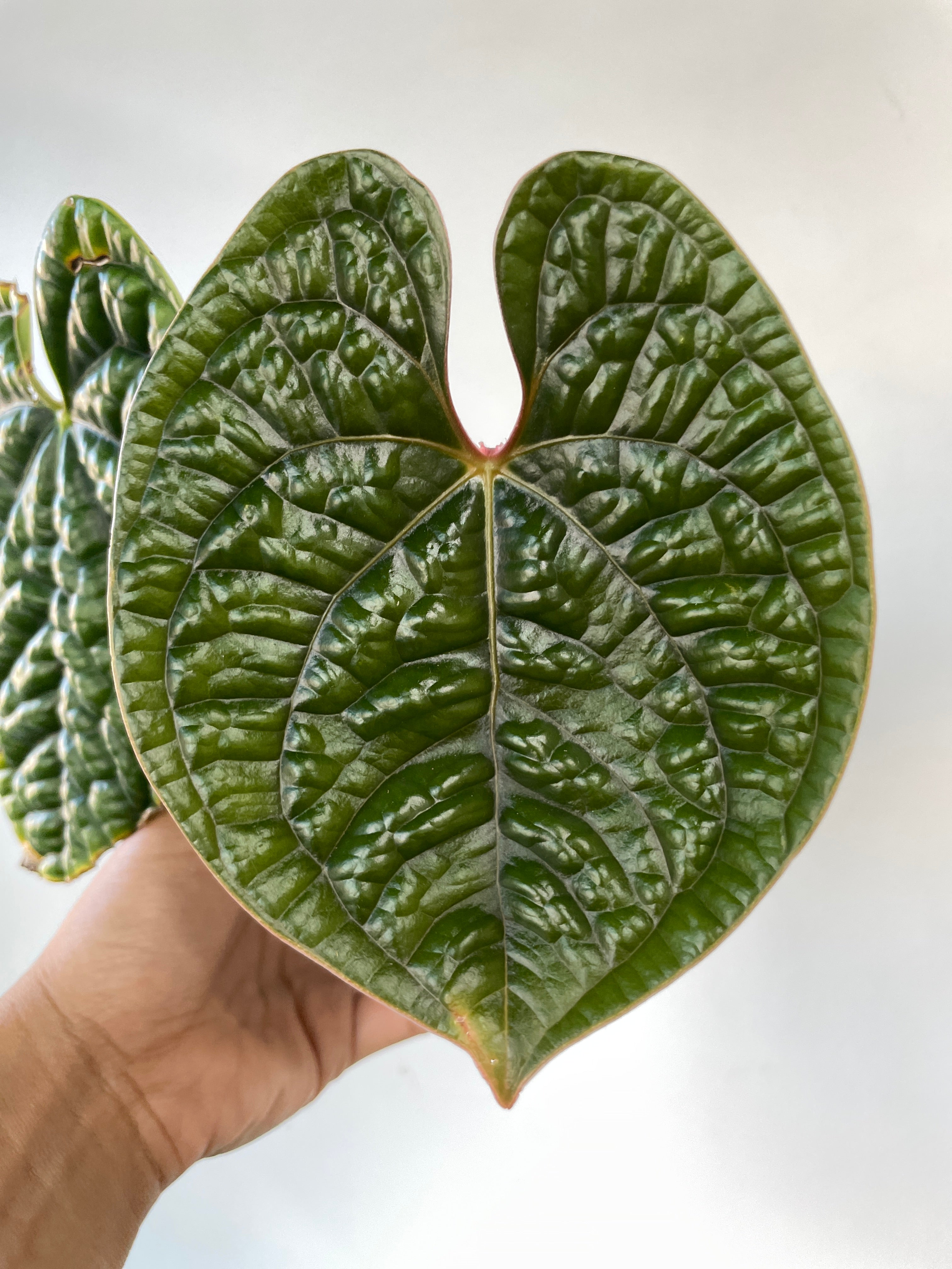 Anthurium Luxurians