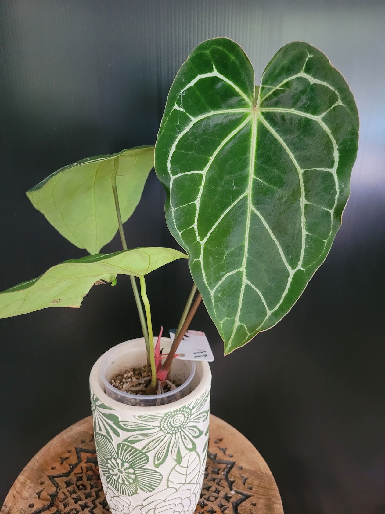 Anthurium Magnificum