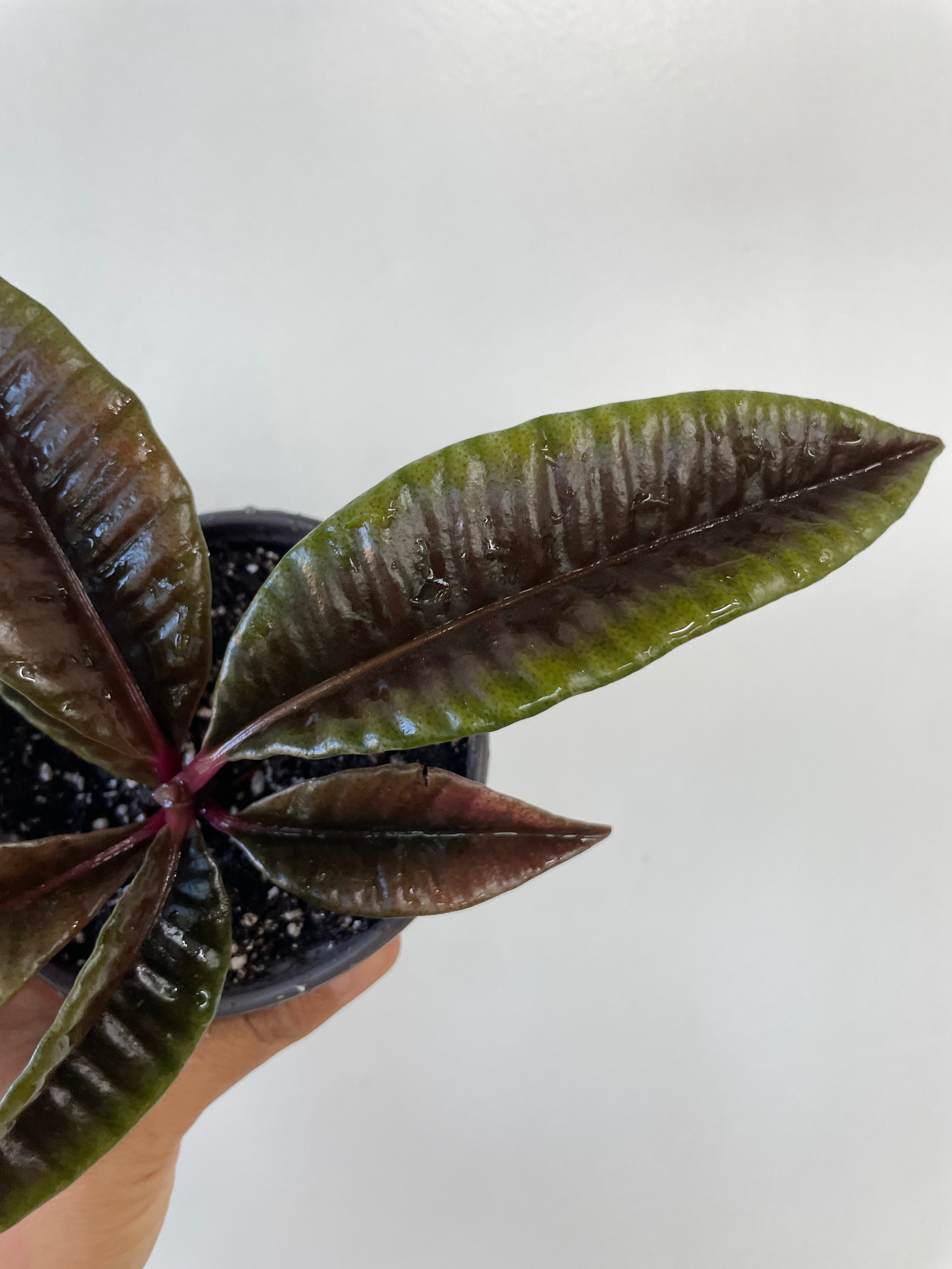 Labisia sp. Borneo