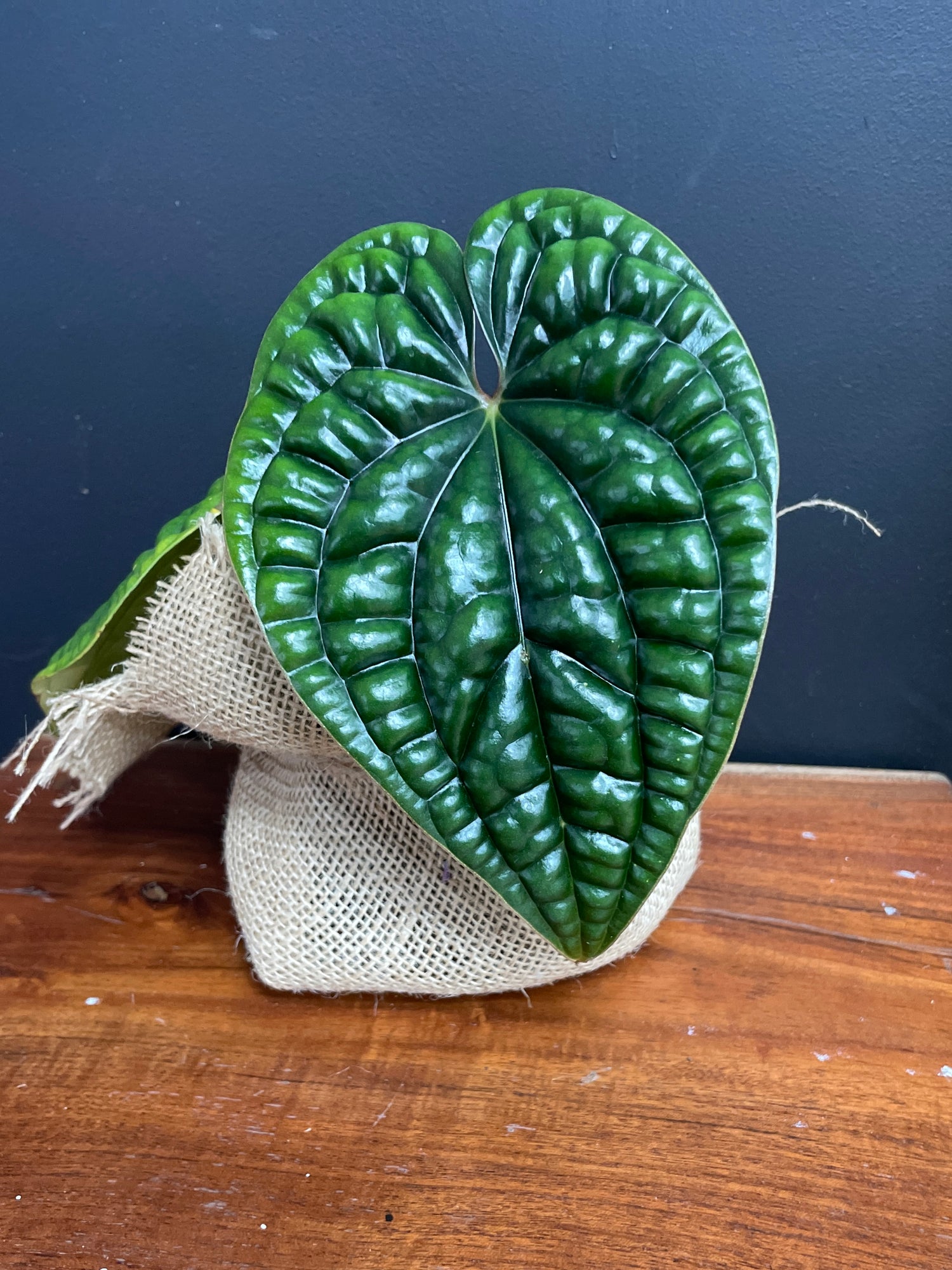 Anthurium Luxurians