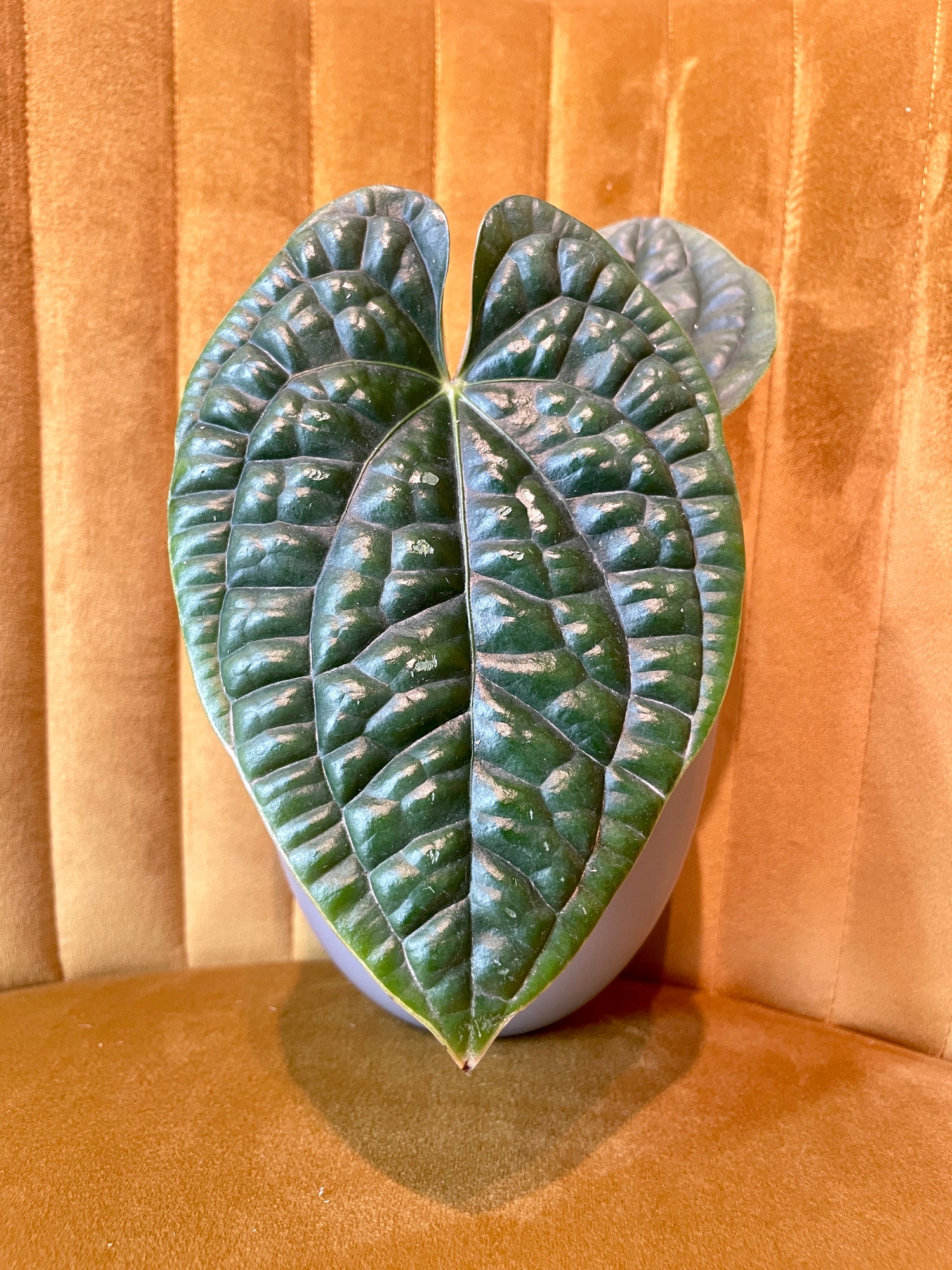 Anthurium Luxurians