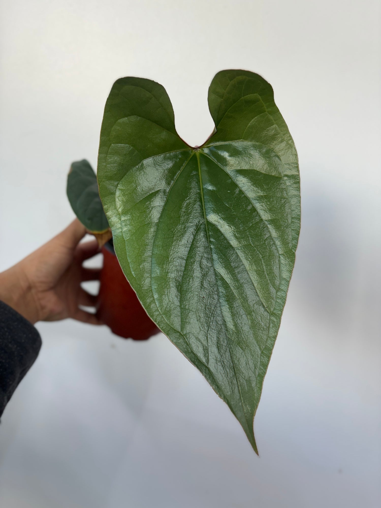 Anthurium sp. Silver Peru