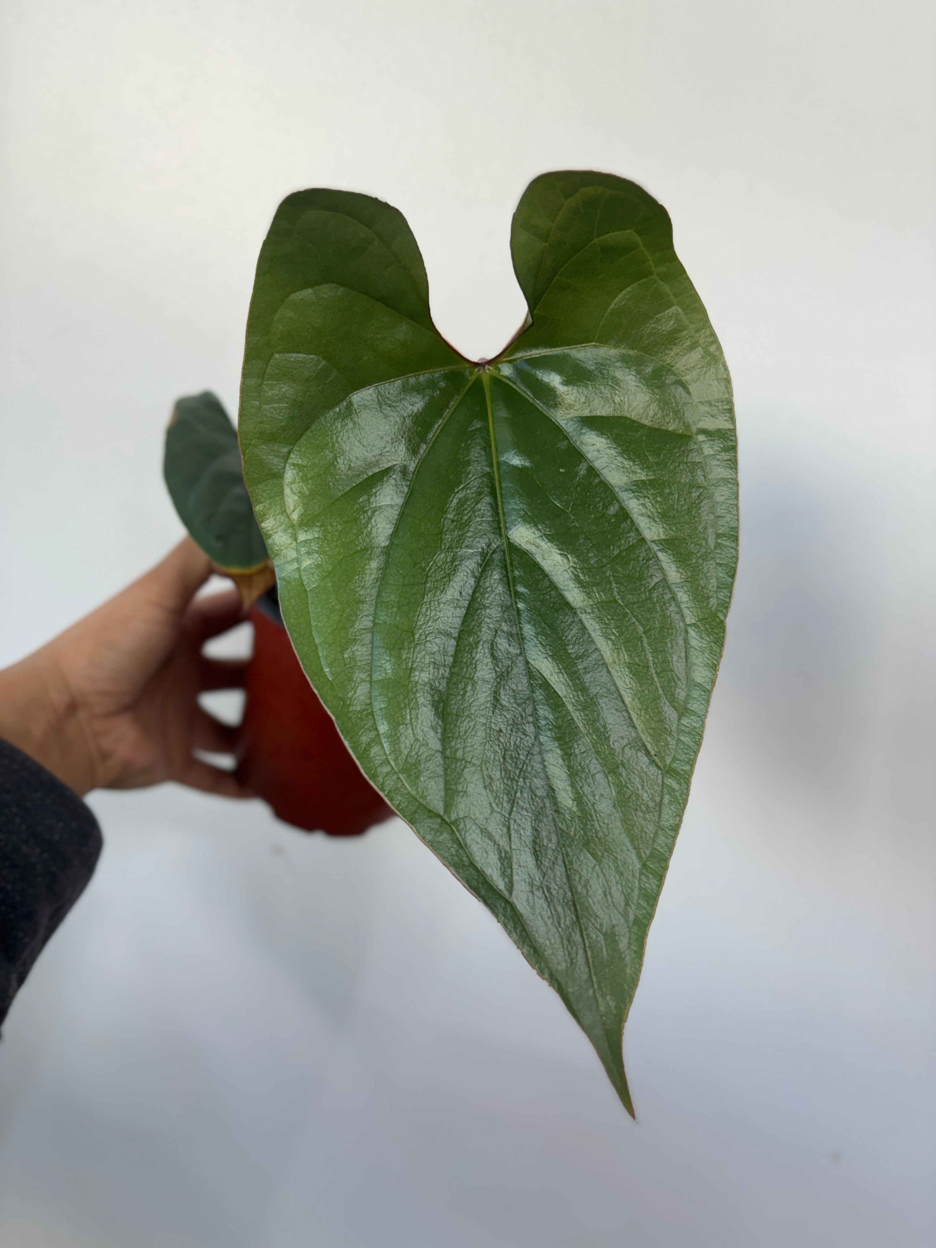 Anthurium sp. Silver Peru