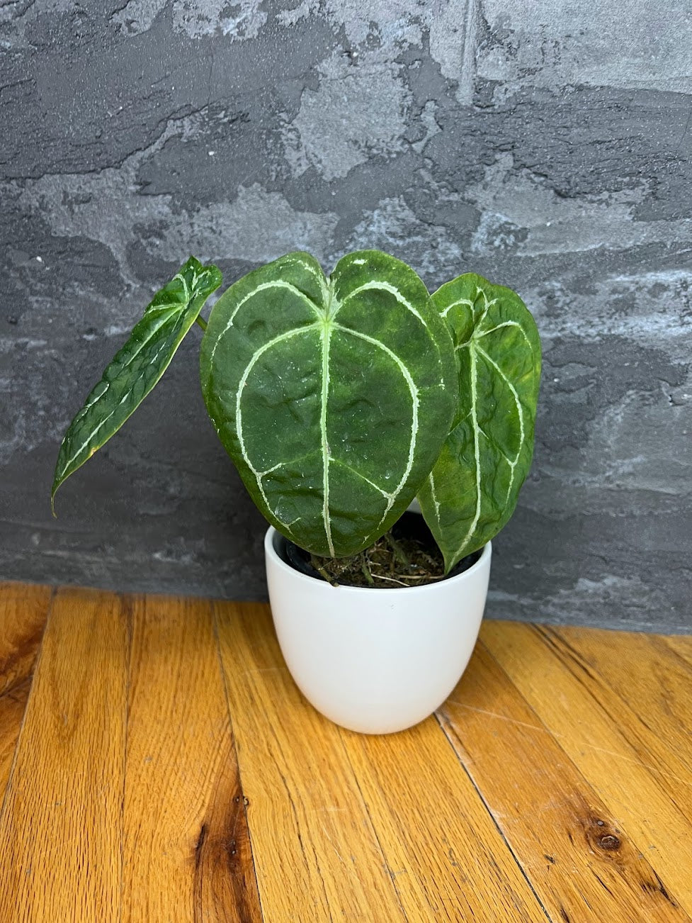 Anthurium Magnificum