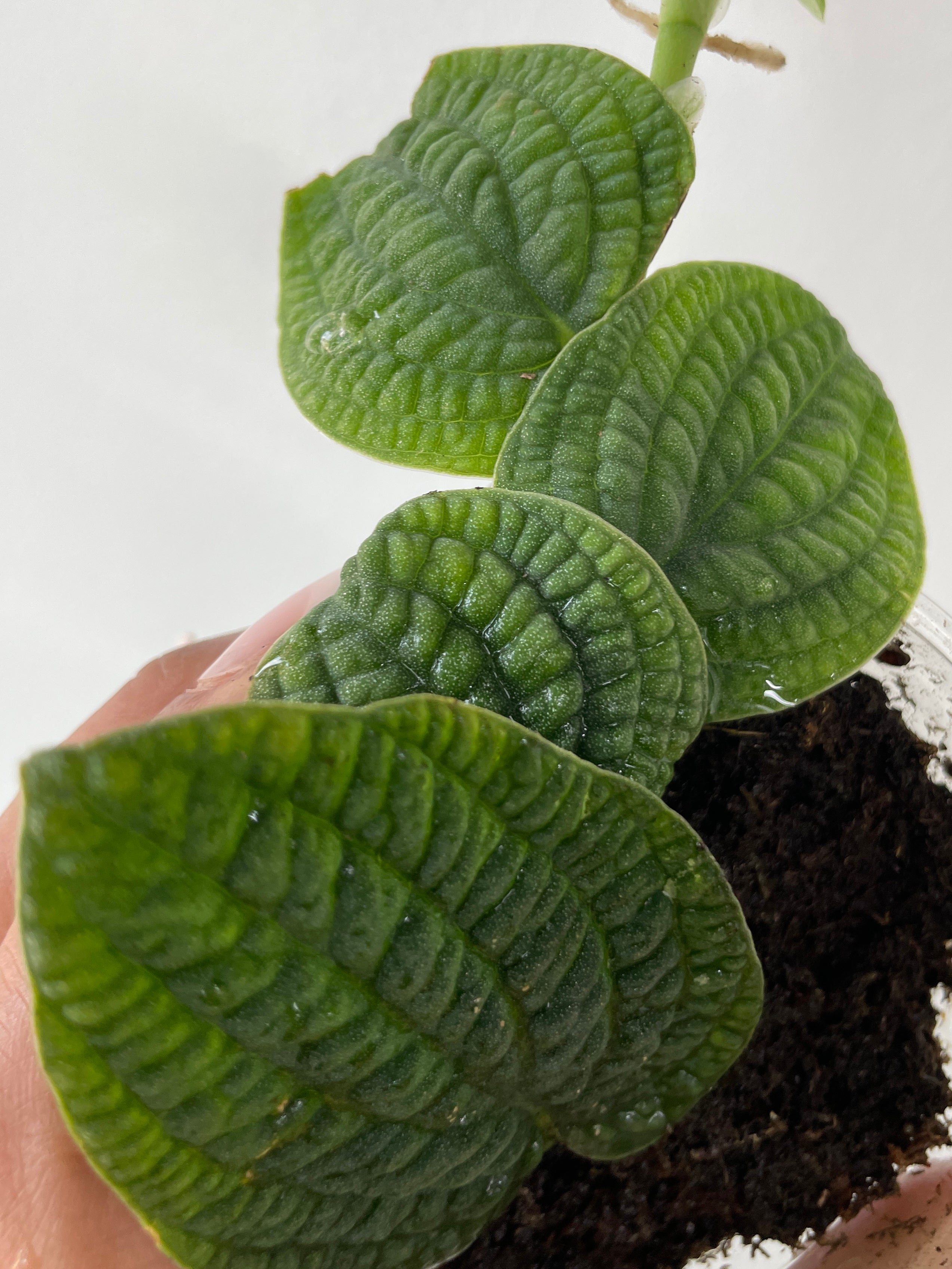 Rhaphidophora tenuis silver