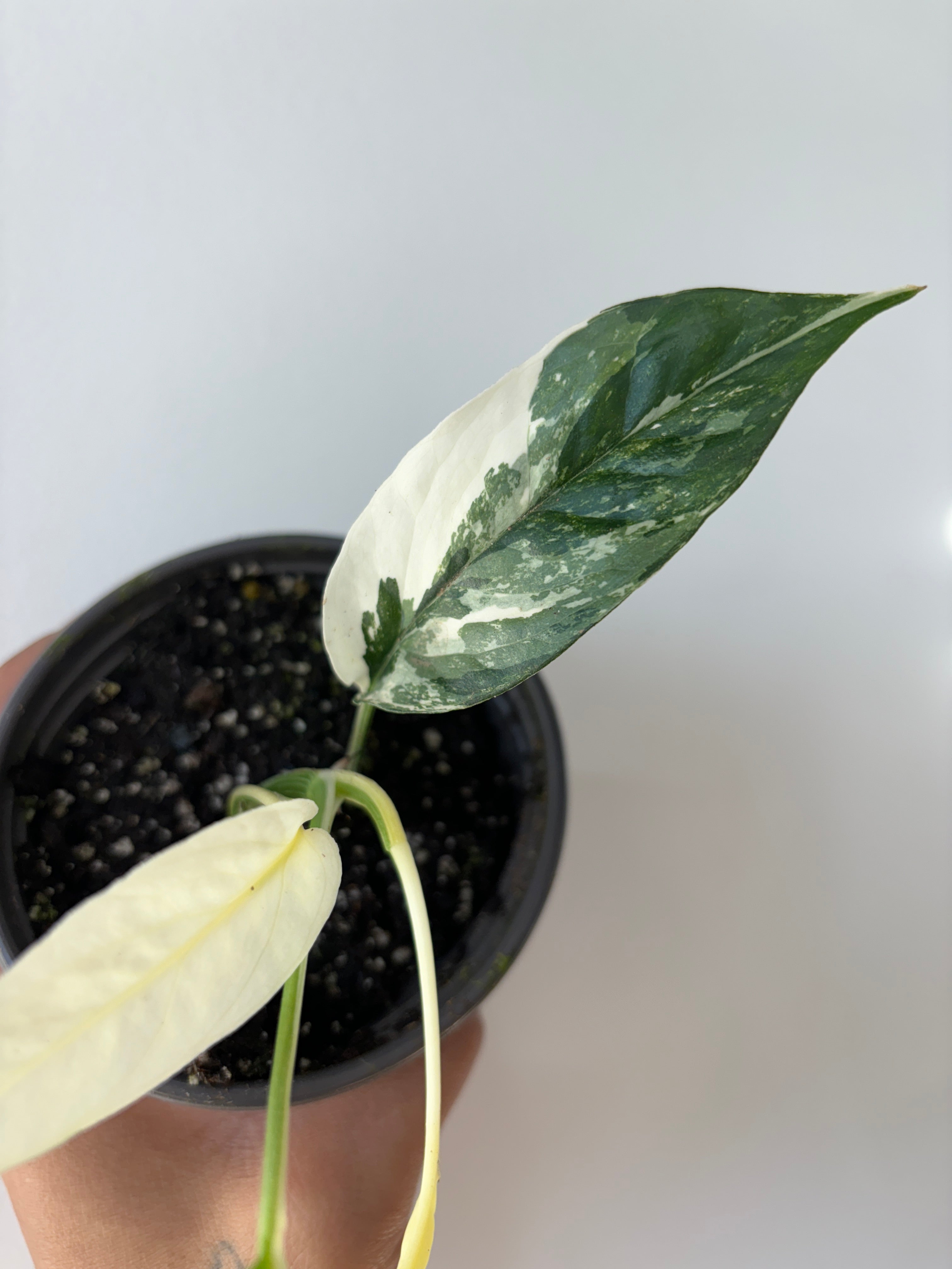 Epipremnum Pinnatum Albo