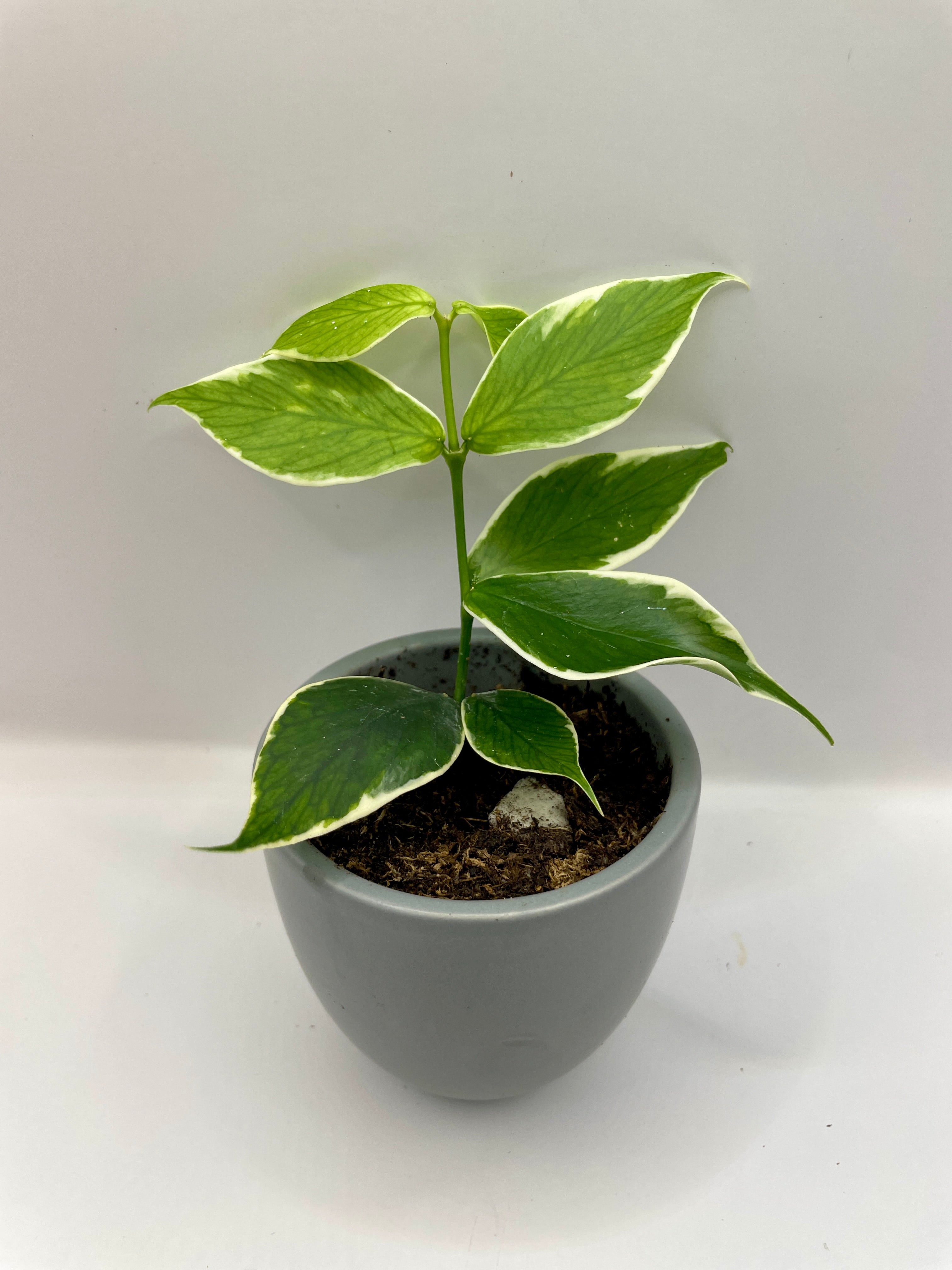 Hoya Polyneura Albomarginata