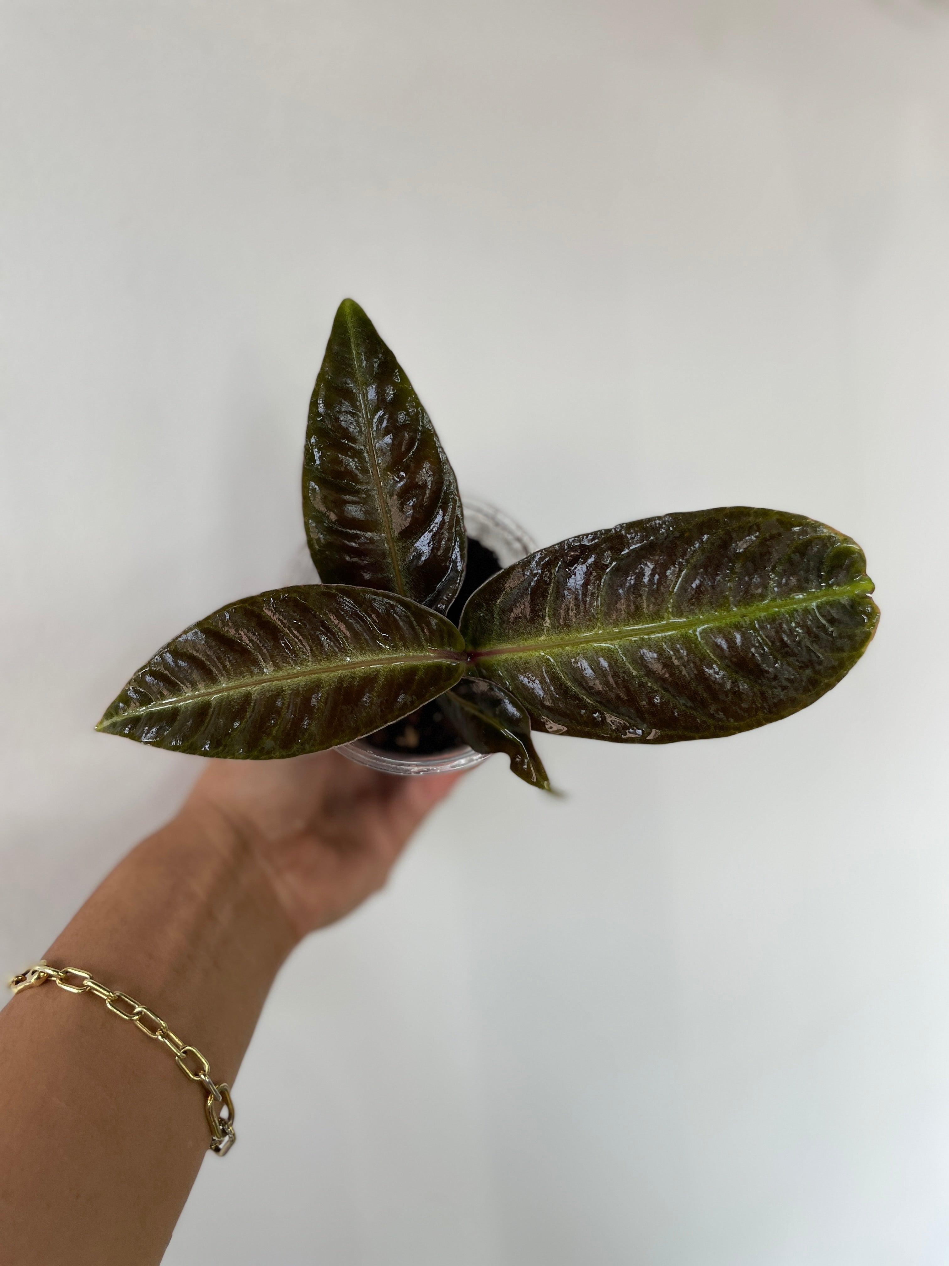 Labisia sp. Neon Vein