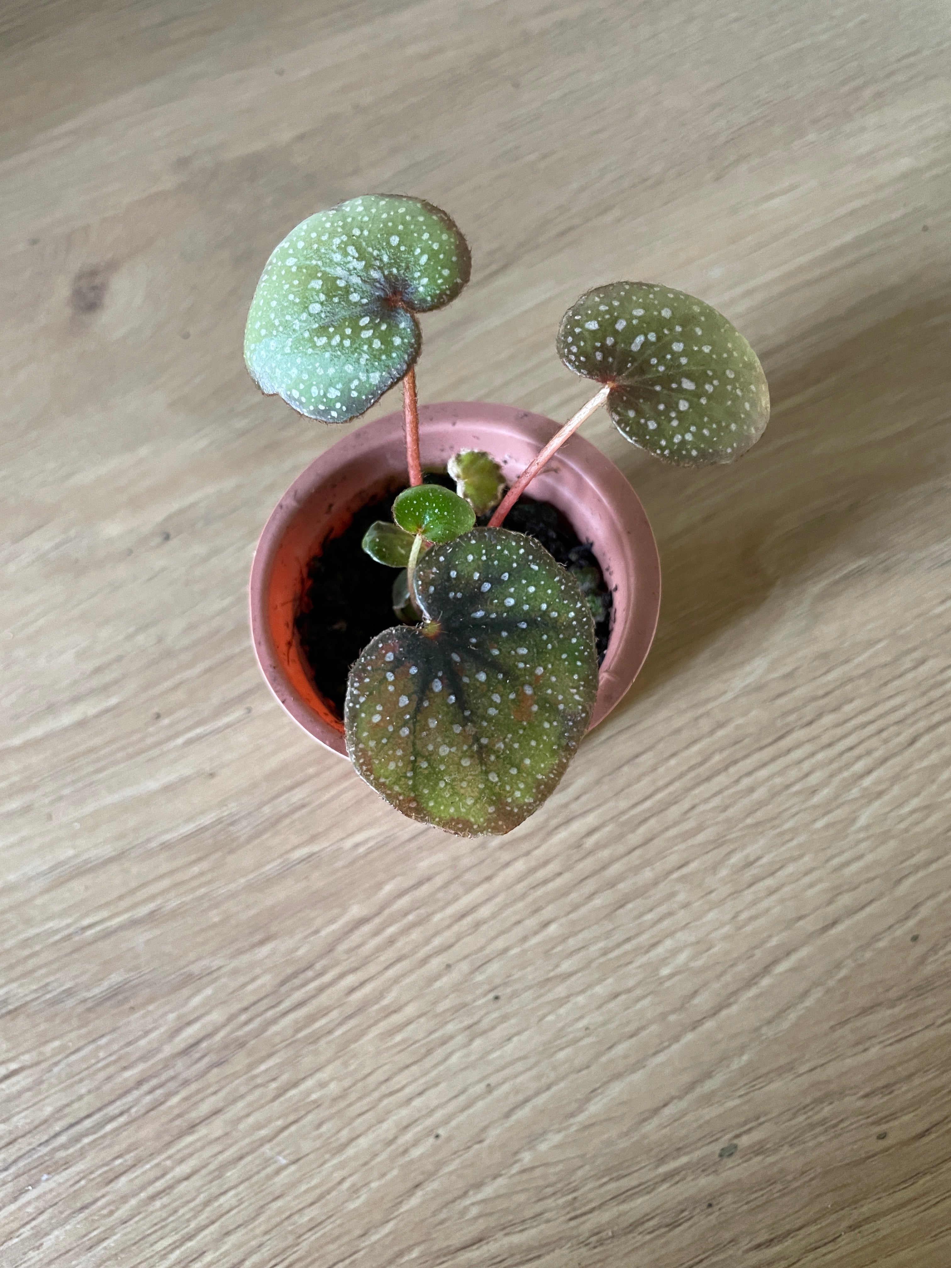 begonia layman smithii