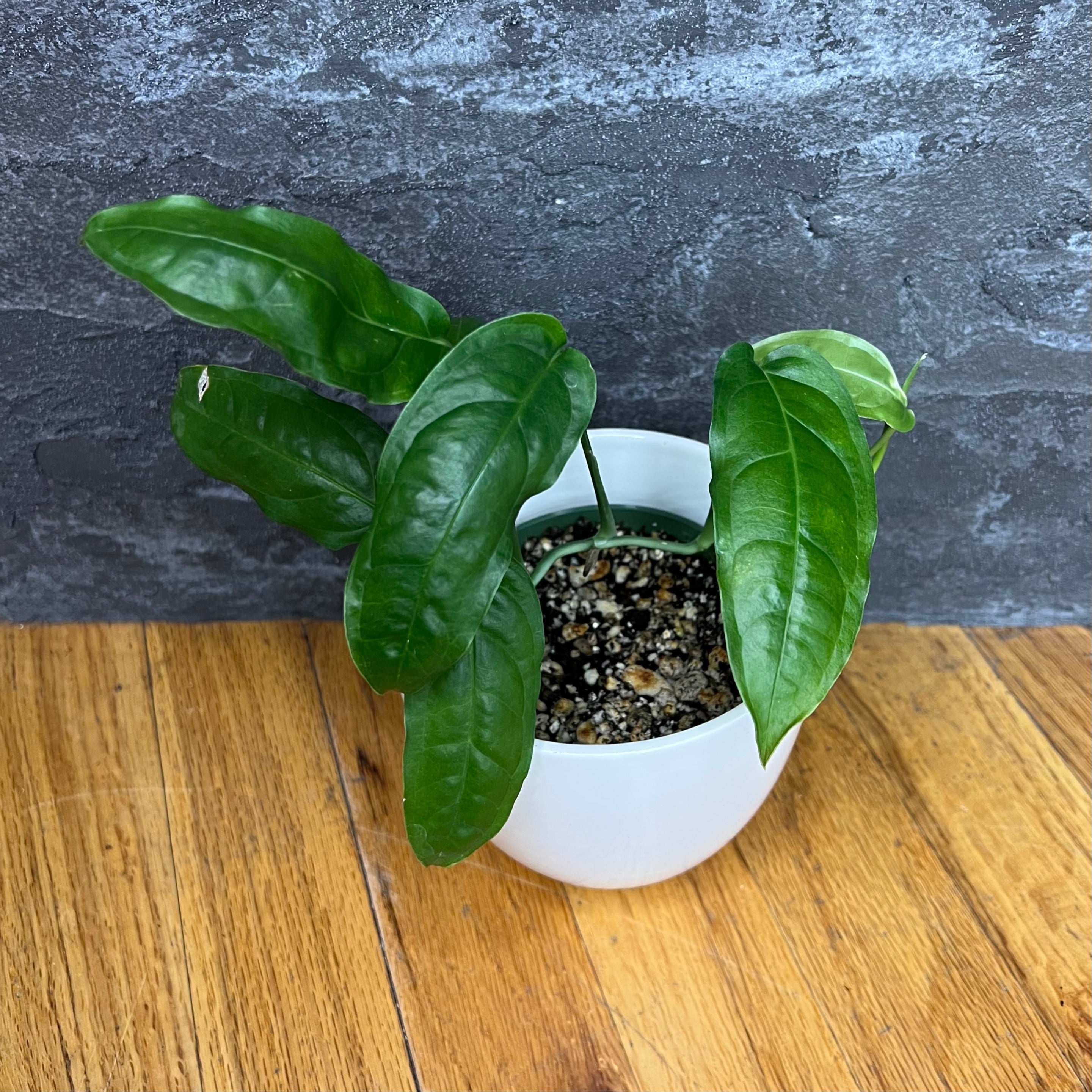 Monstera Obliqua Amazonas