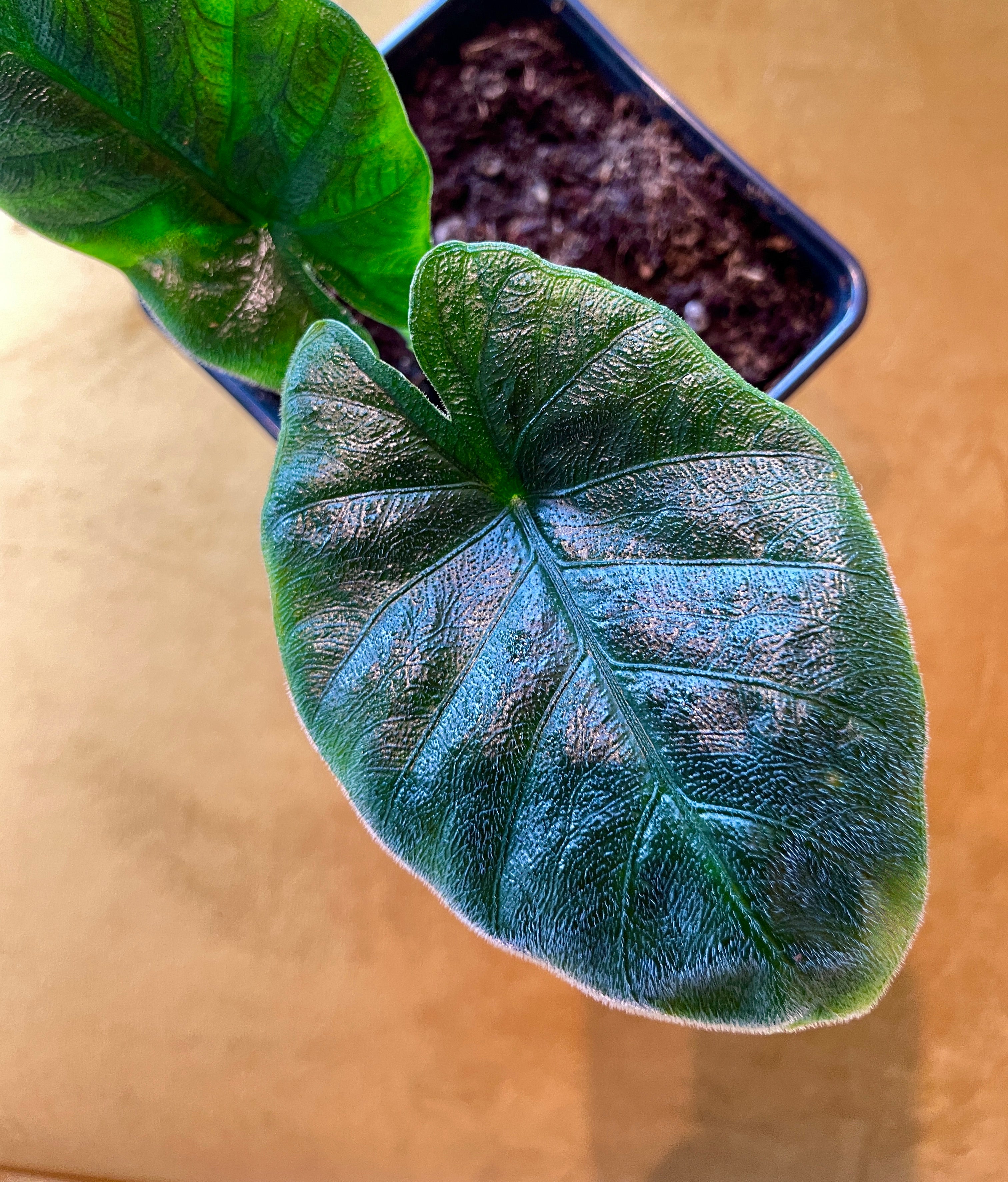 Alocasia Antoro Velvet